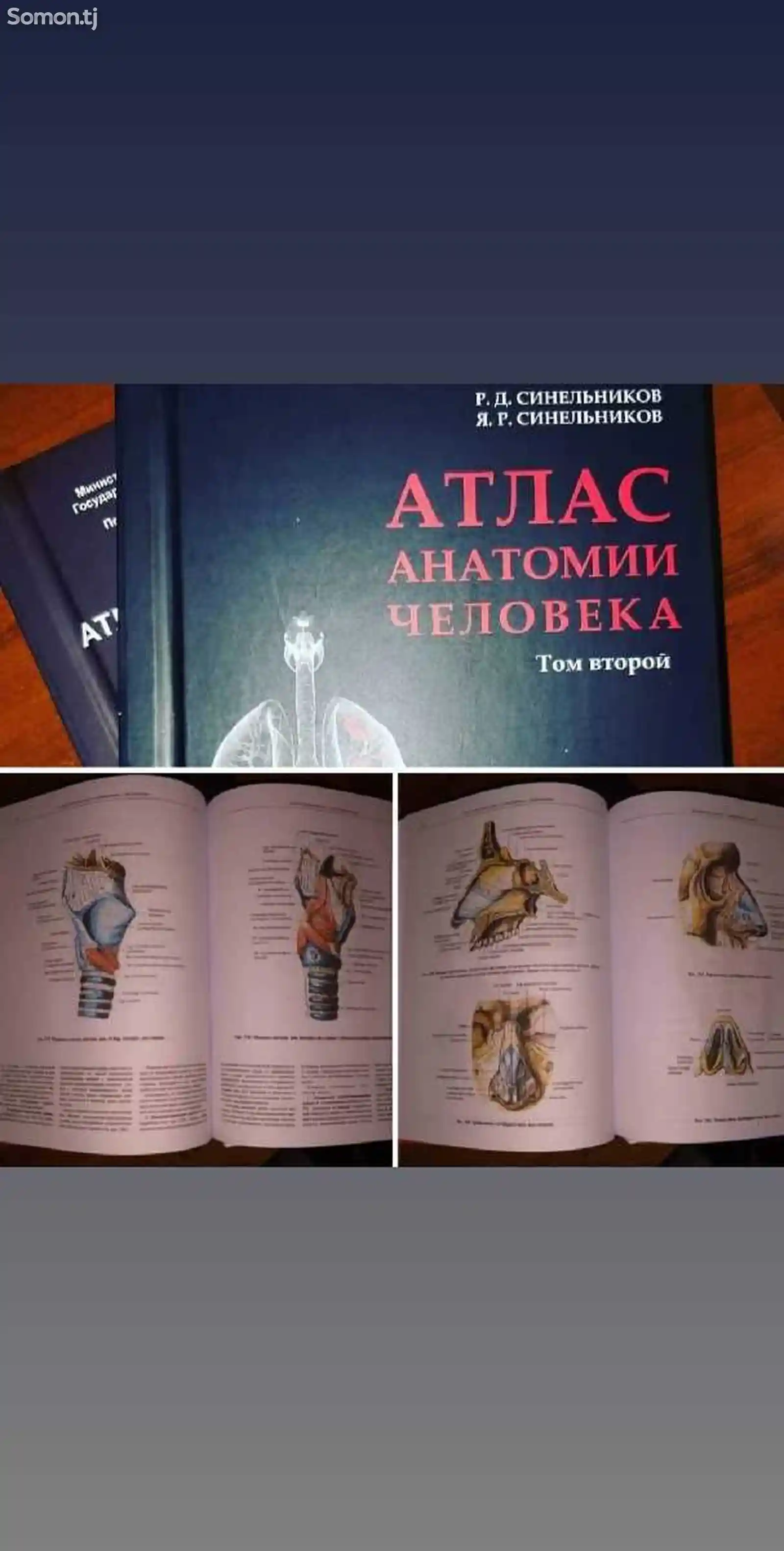 Книга - Анатомия человека-2
