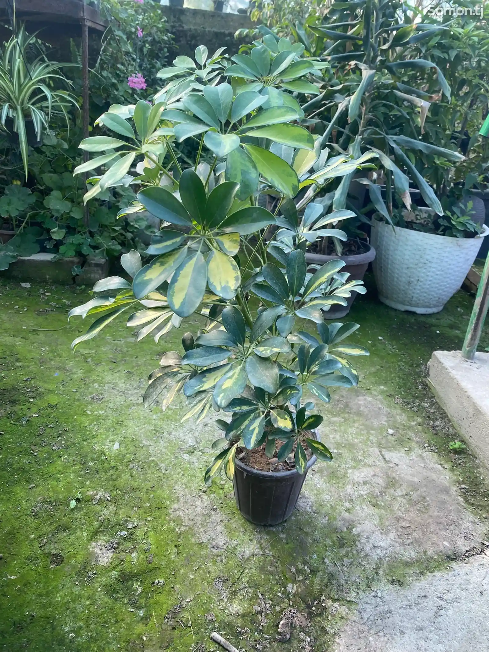 Комнатное растение шефлера-3