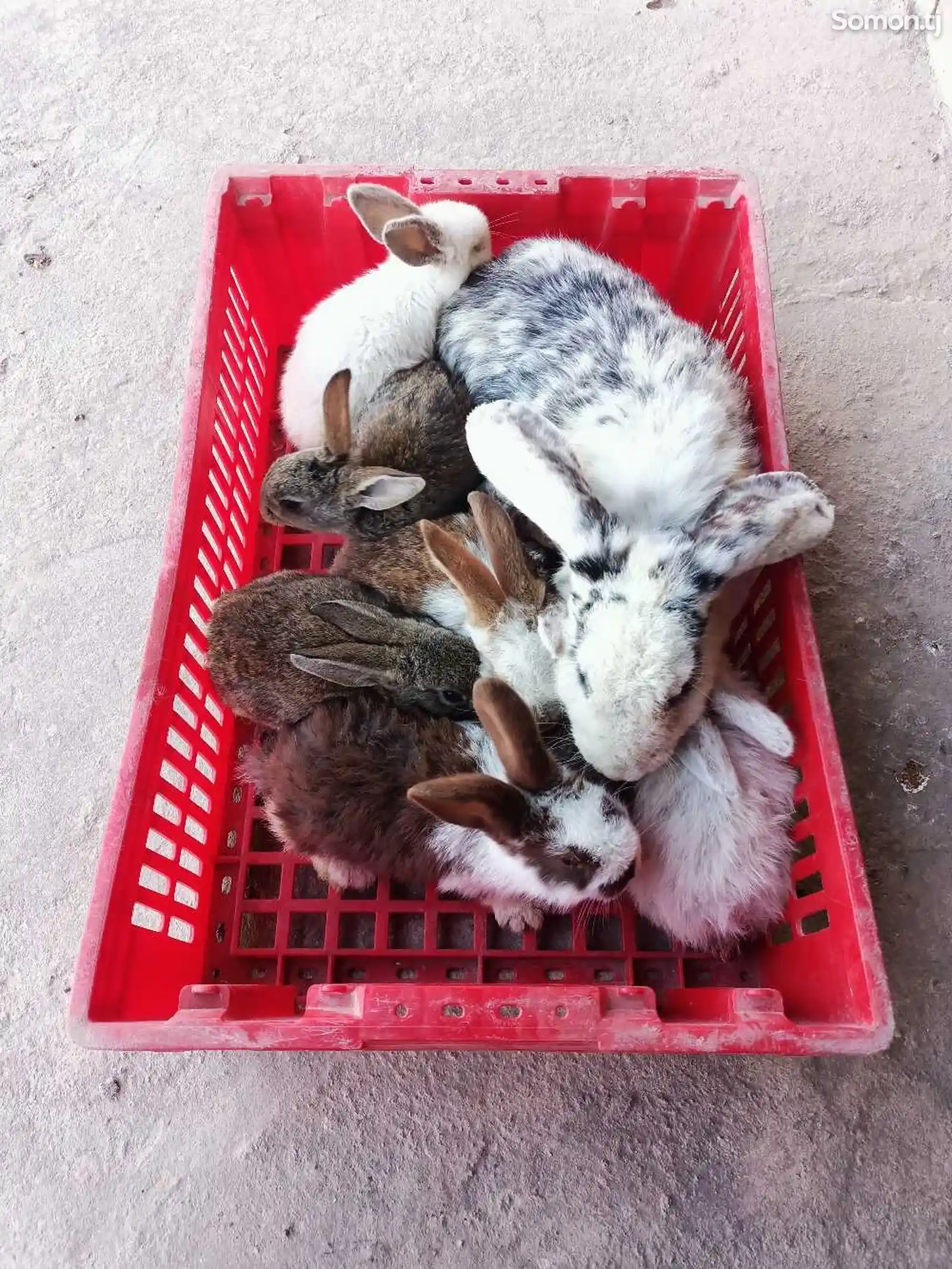 Кролик с крольчатами-1