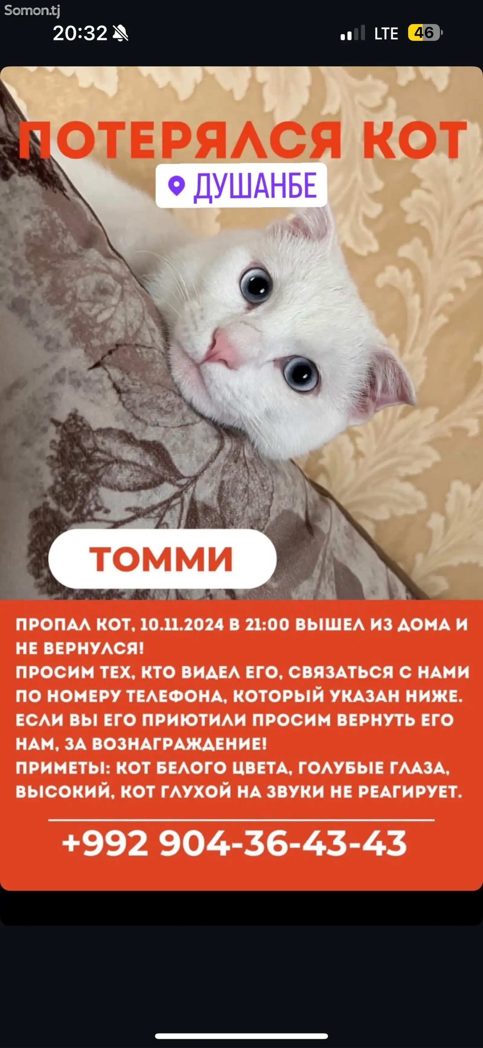 Потерялся кот