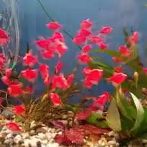 Тернеция GloFish Red