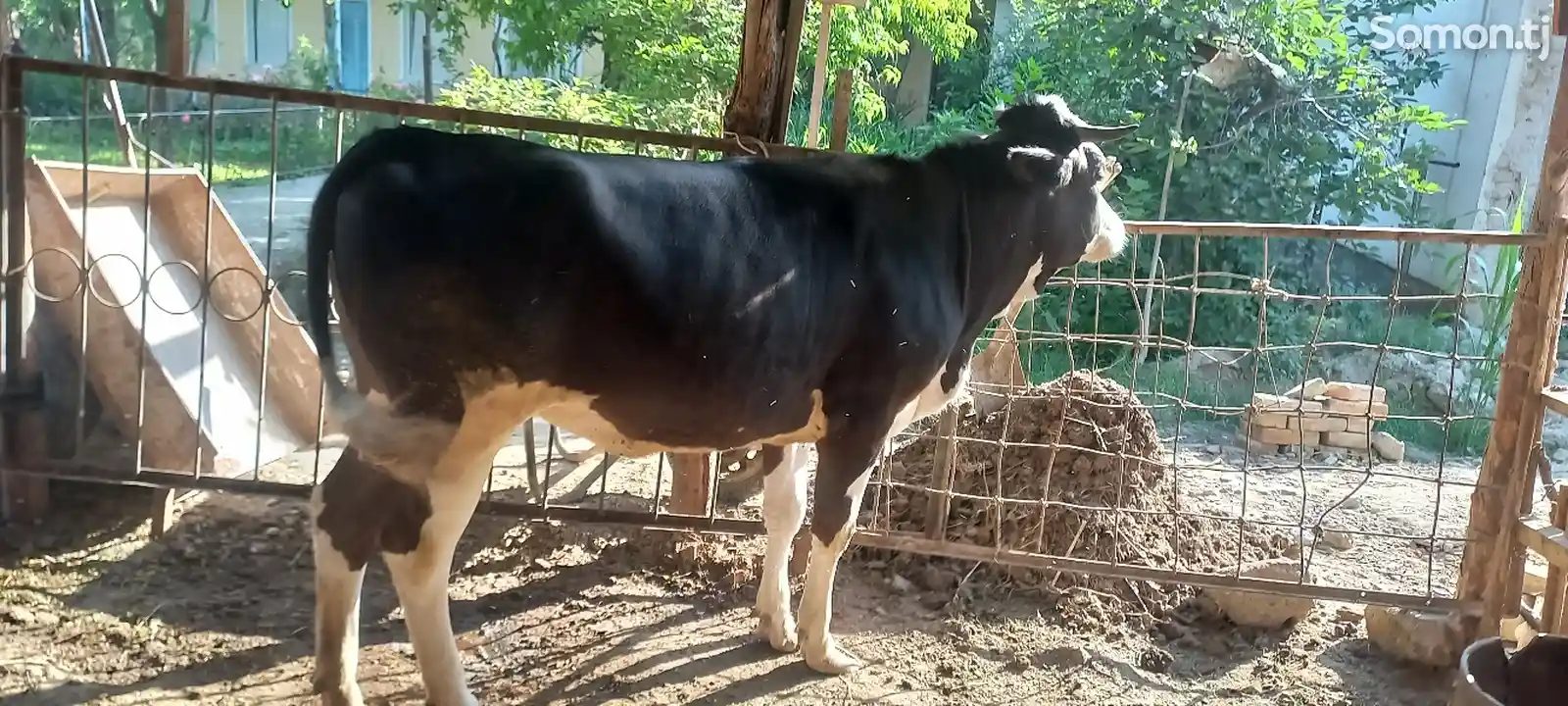 Корова-1