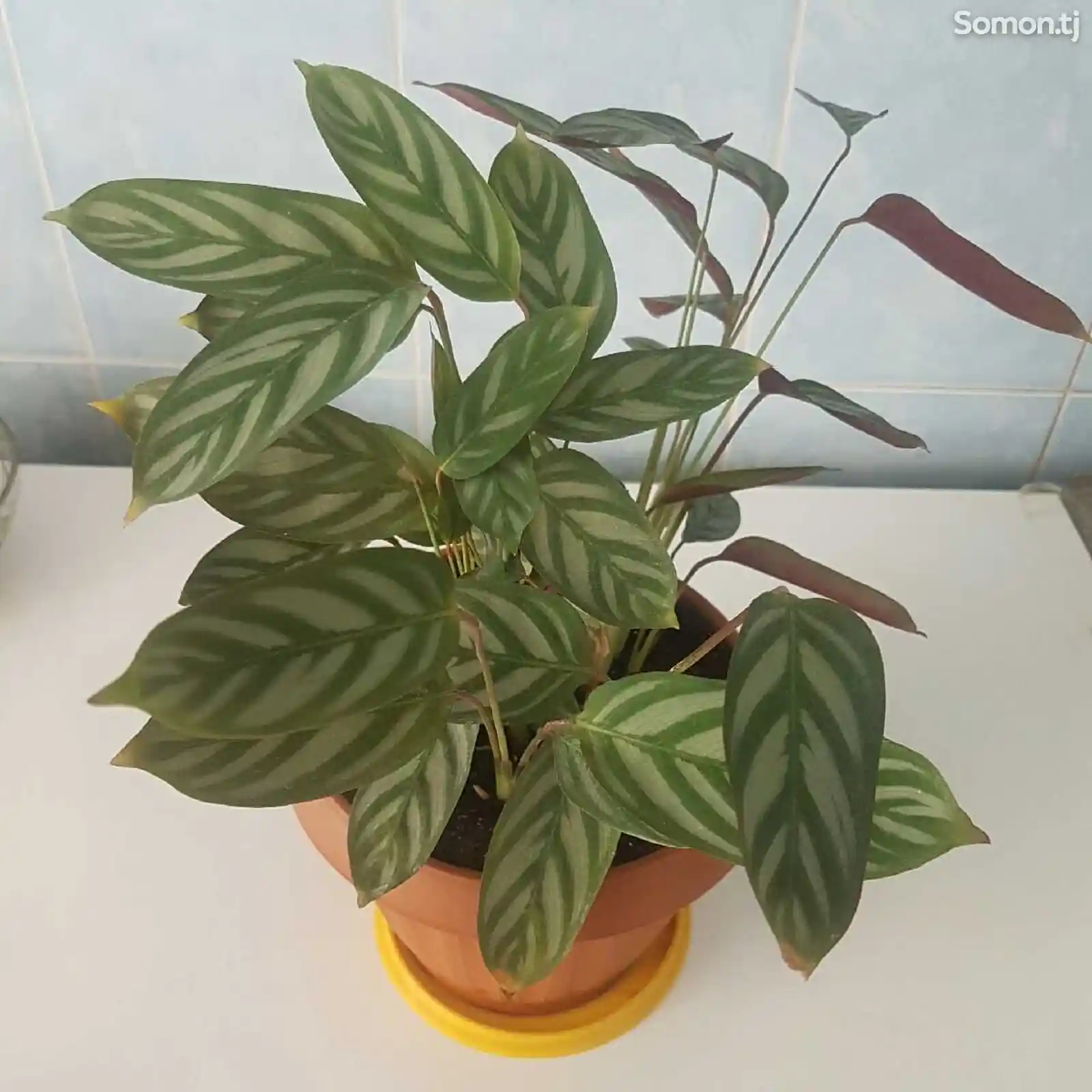 Растение Аглаонема Мария-1