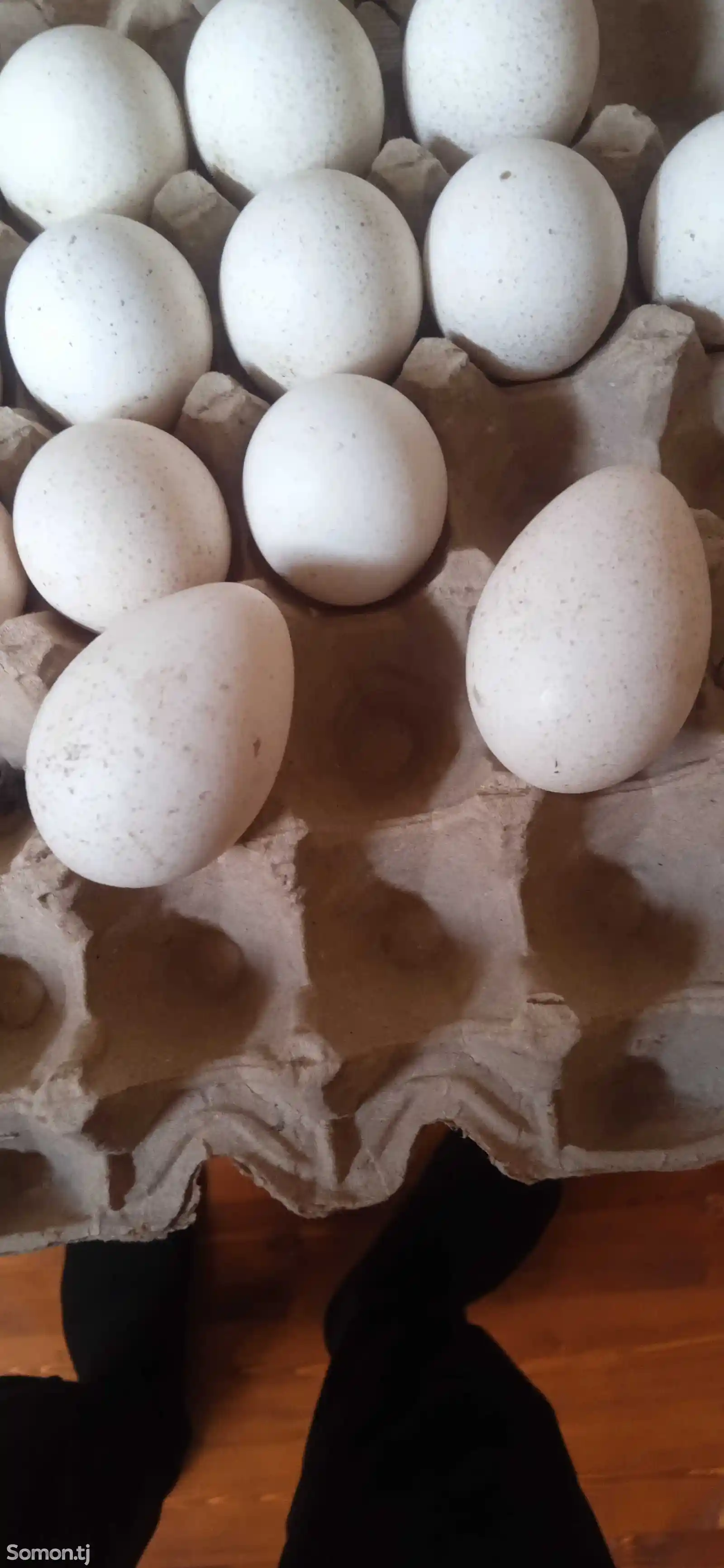 Яйца для инкубации Индюка-1