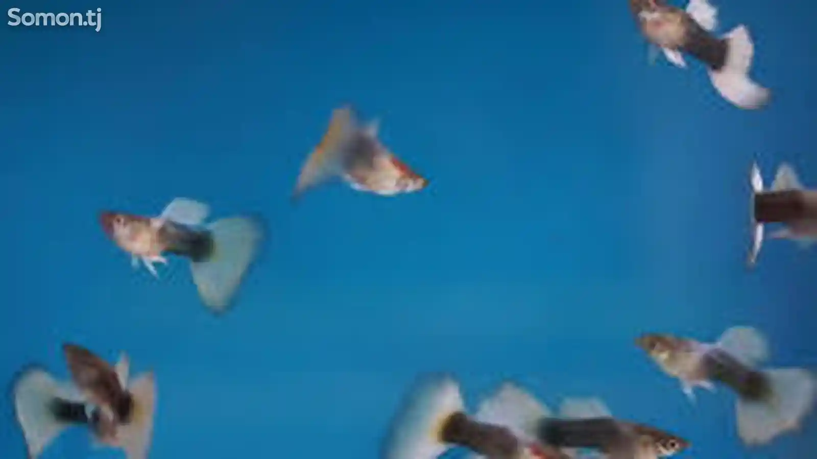 Рыбка Гуппи-3