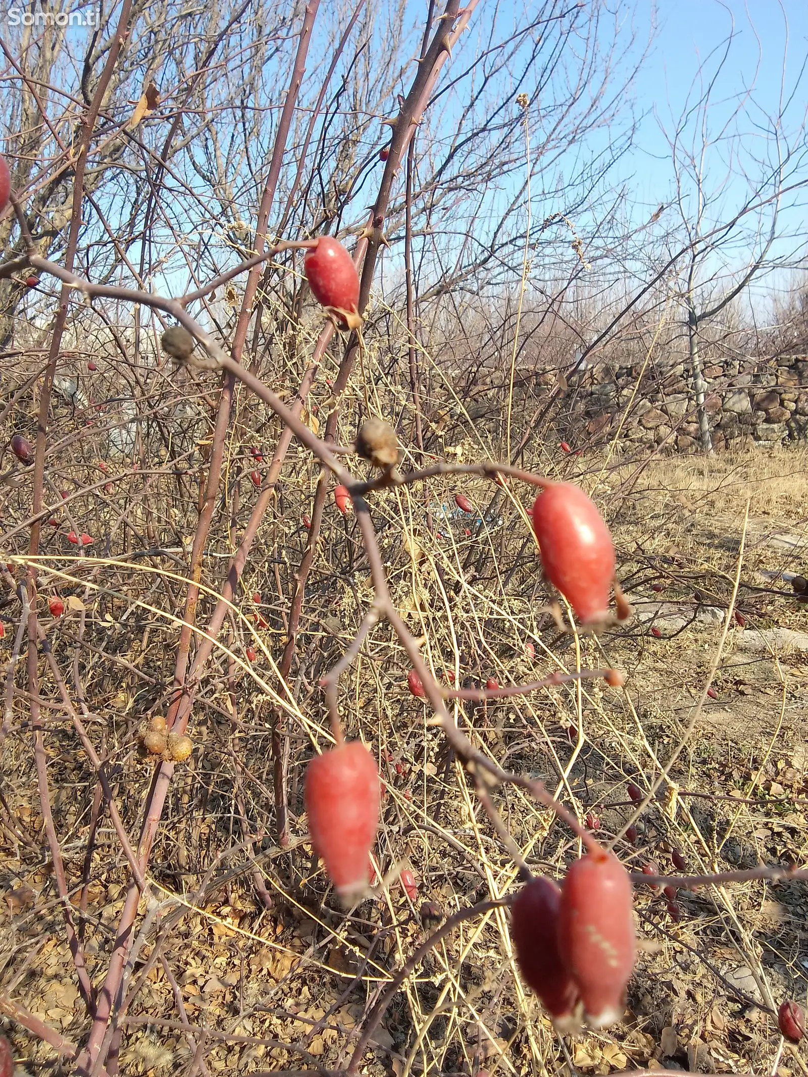 Шиповник кучат