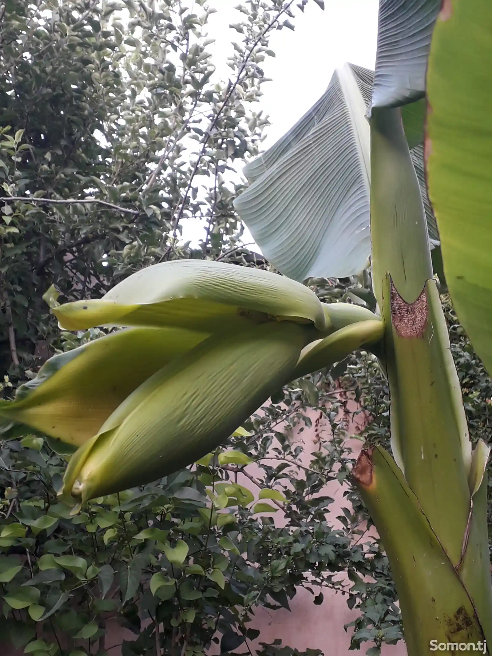 Банановая пальма-1