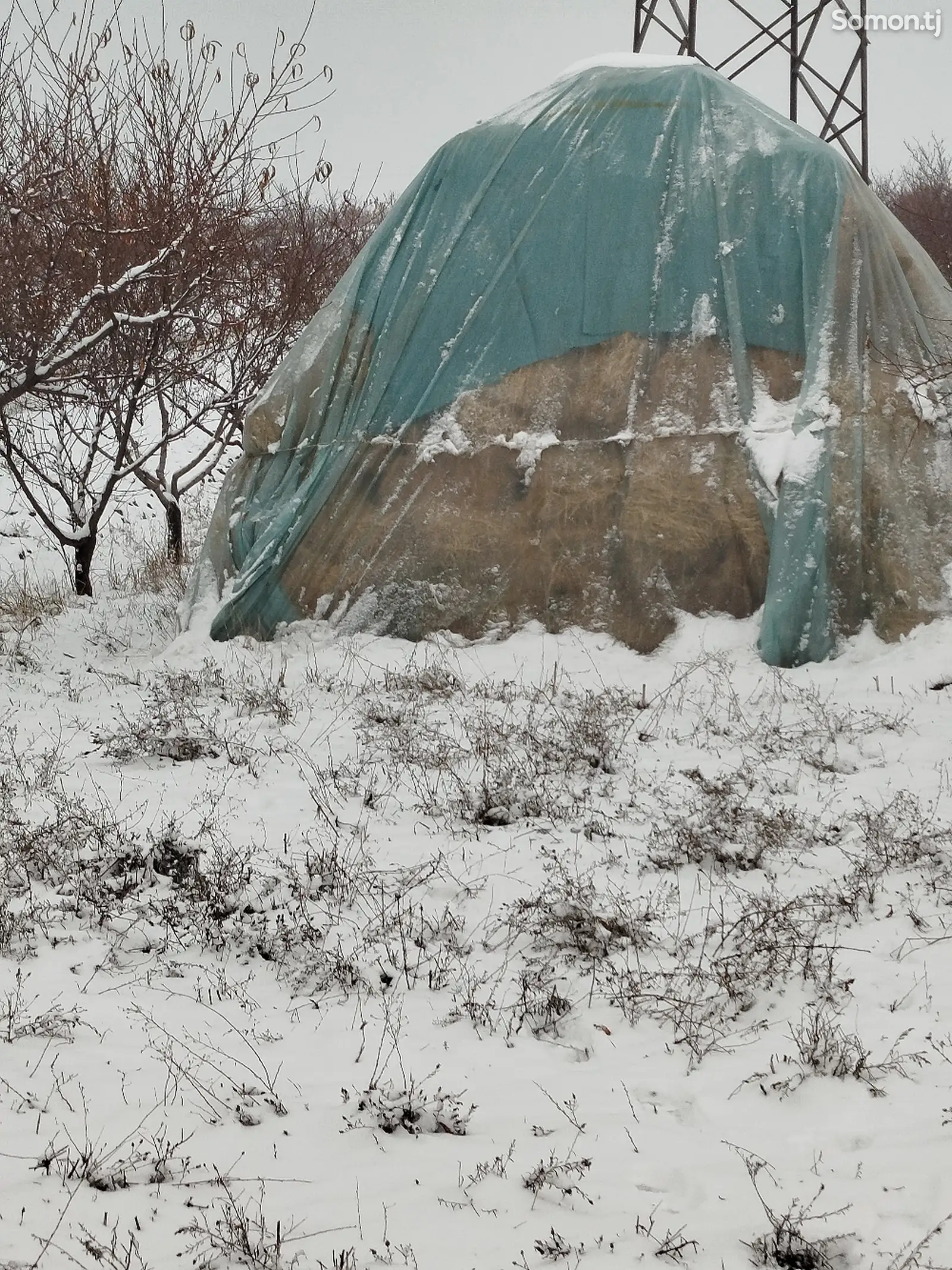 Пресси гандум-1