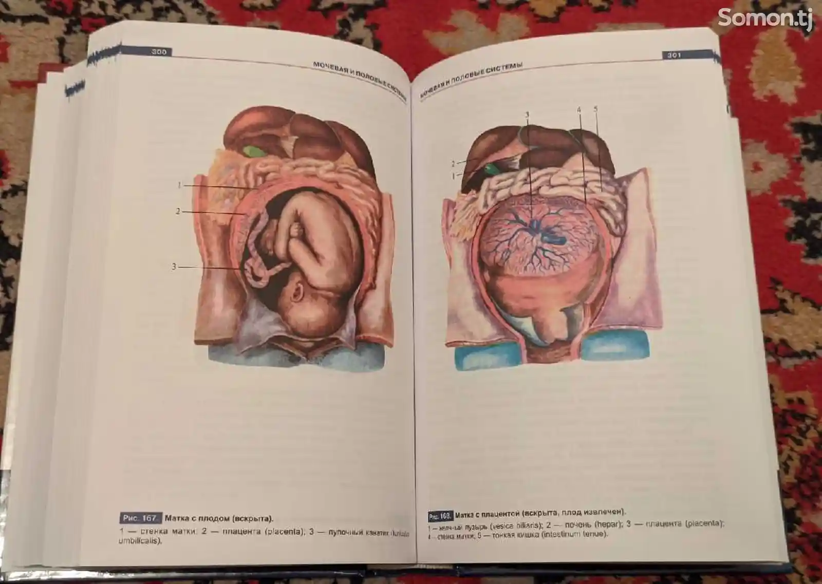 Книга Атлас анатомии человека-5