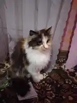 Котята в надёжные руки-2