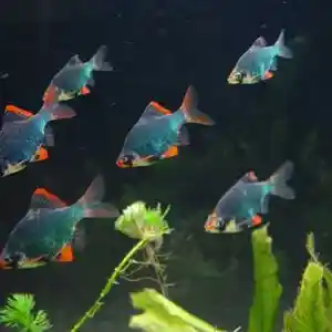 Рыбка Барбус суматранский