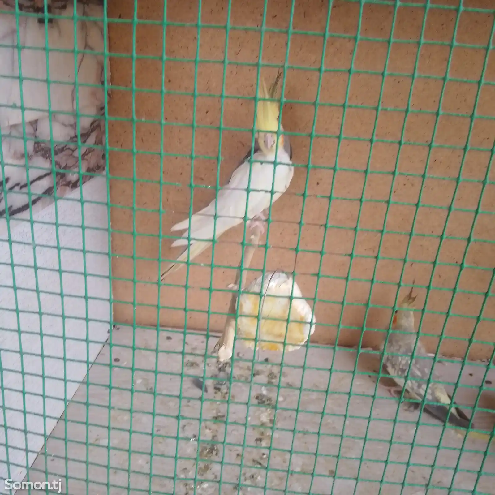 Попугай корелла-2