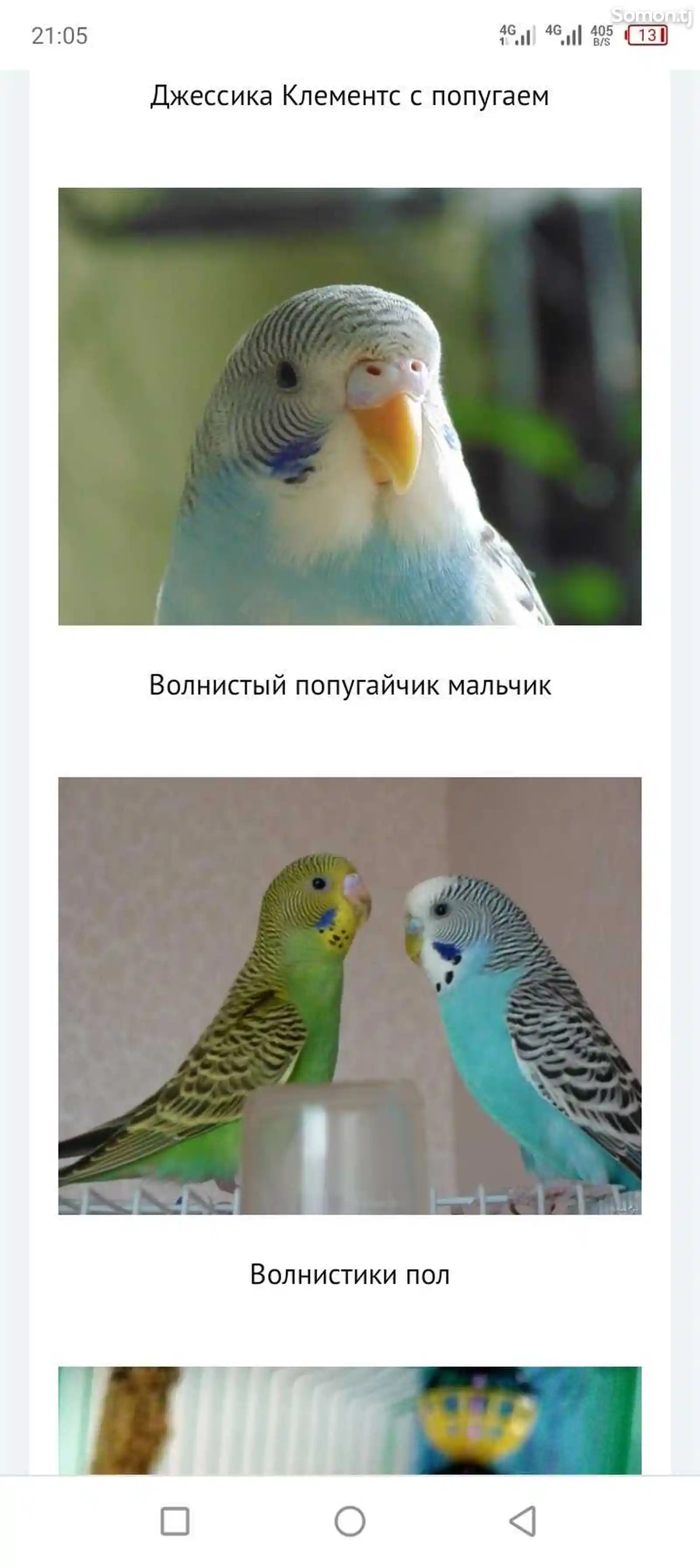 Попугай волнистый-2