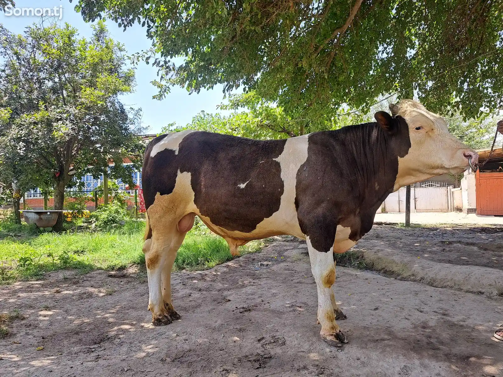 Корова симментальской породы-2
