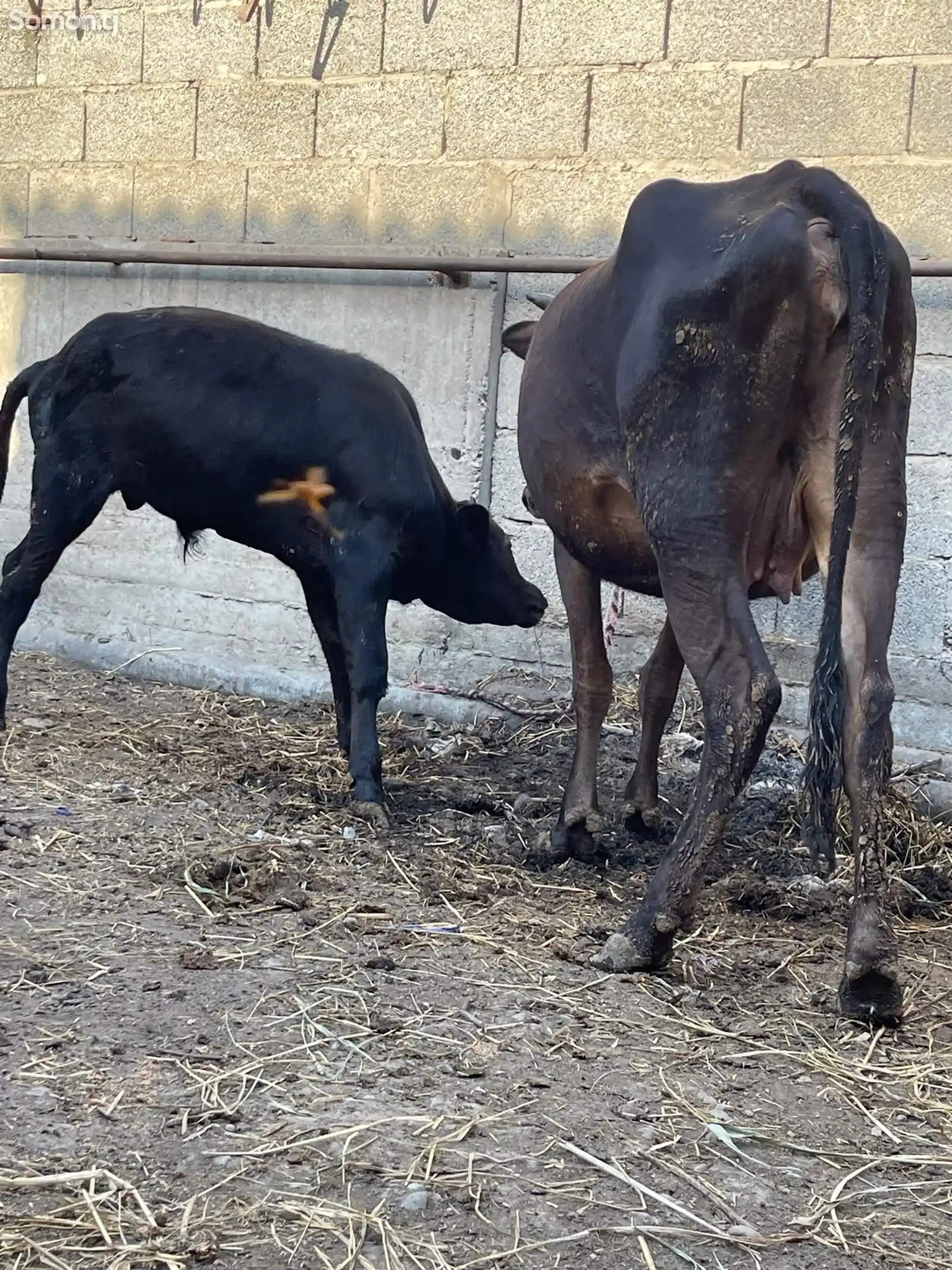 Корова с теленком-6