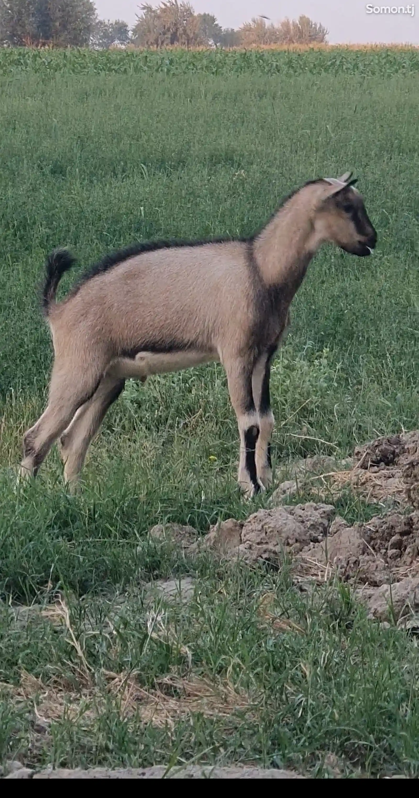 Бузголахои альпийский-2