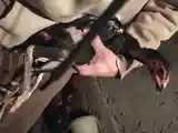 Чуча дакан-12