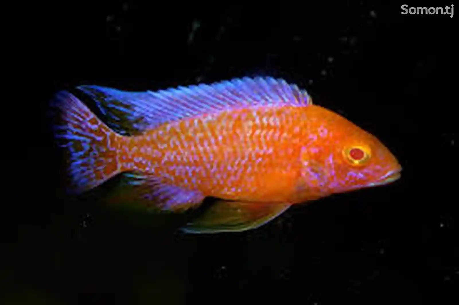 Рыба Aulonocara Firefish Albino-1