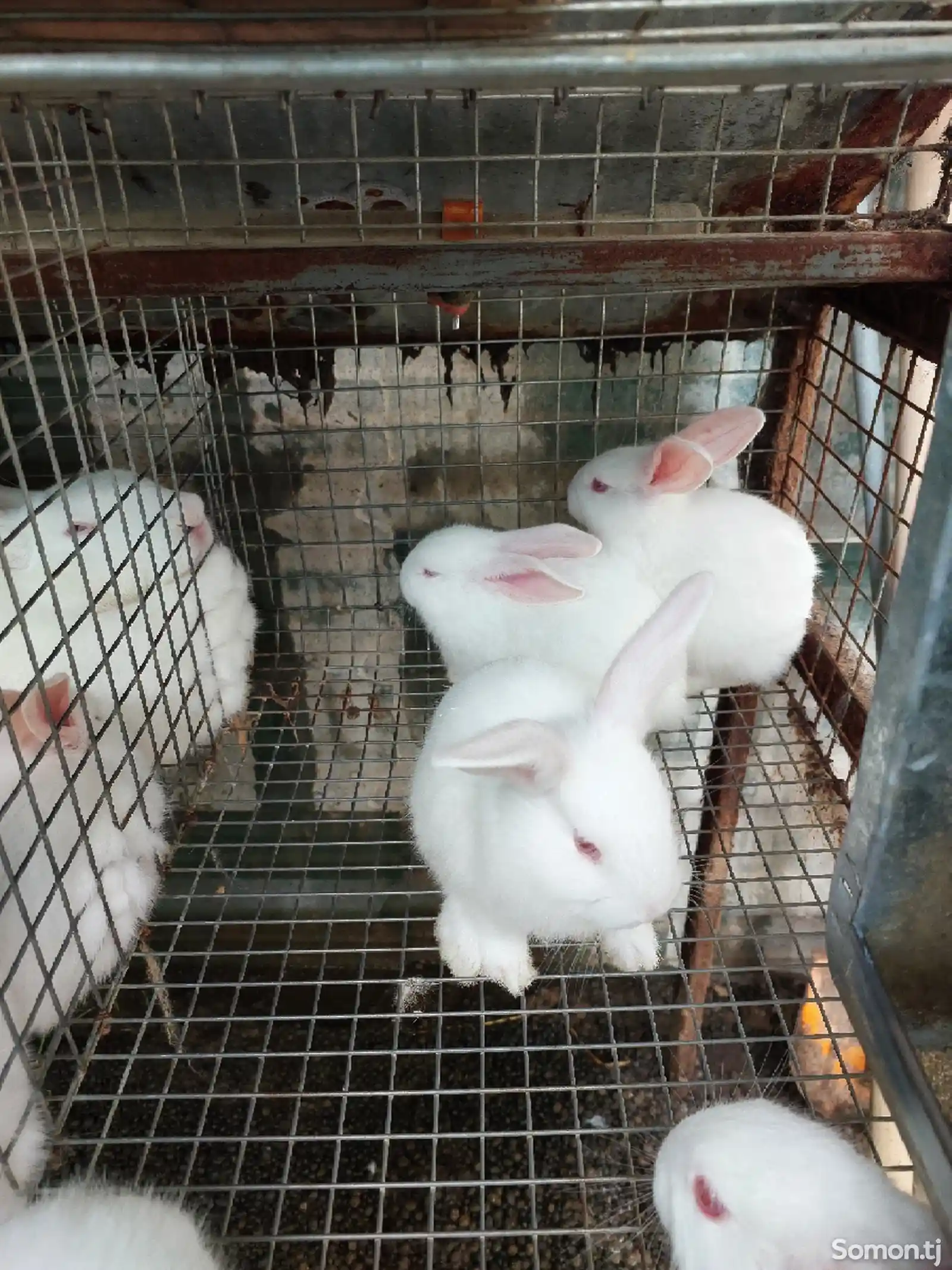 Крольчата породы хиколь-3