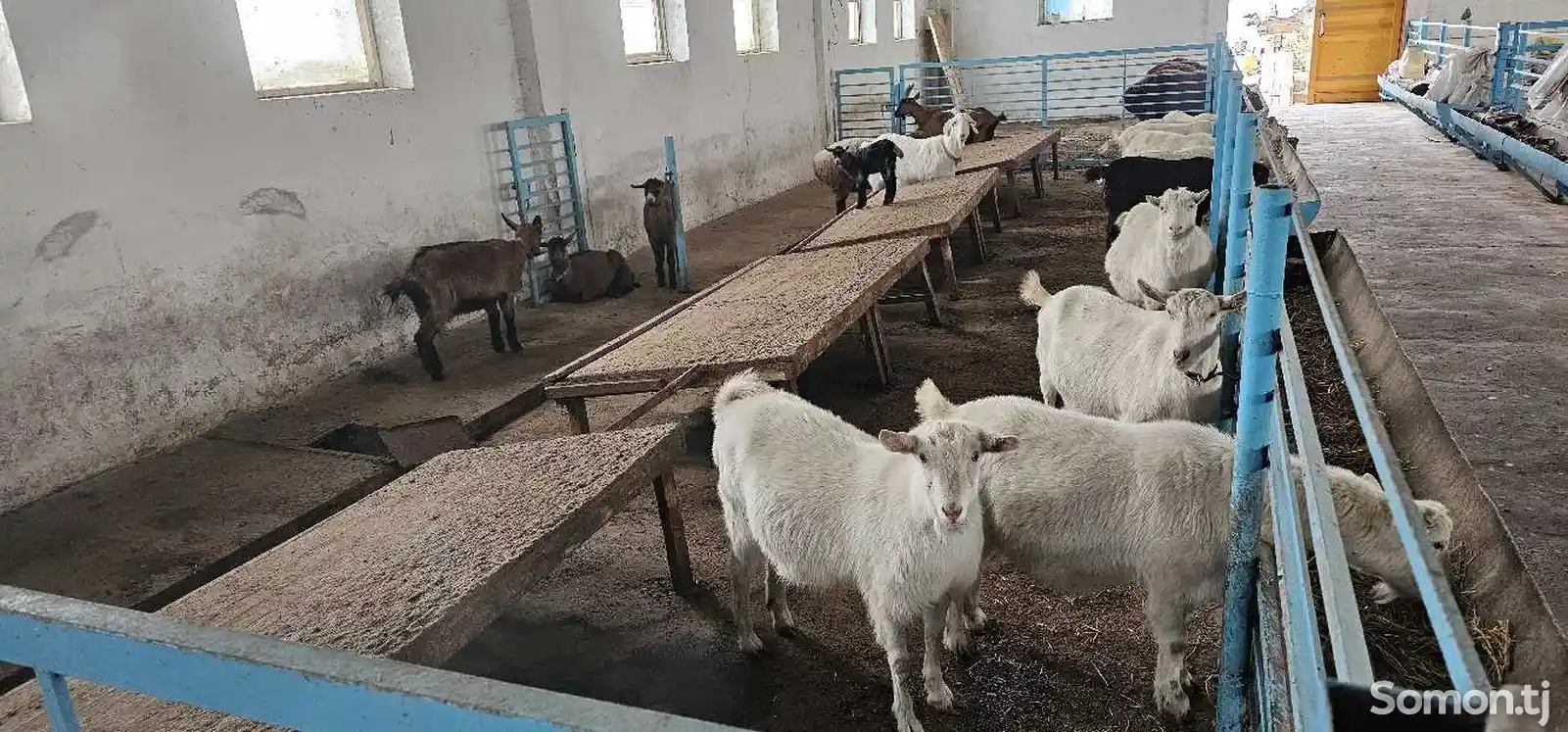 Зааненские козы-4