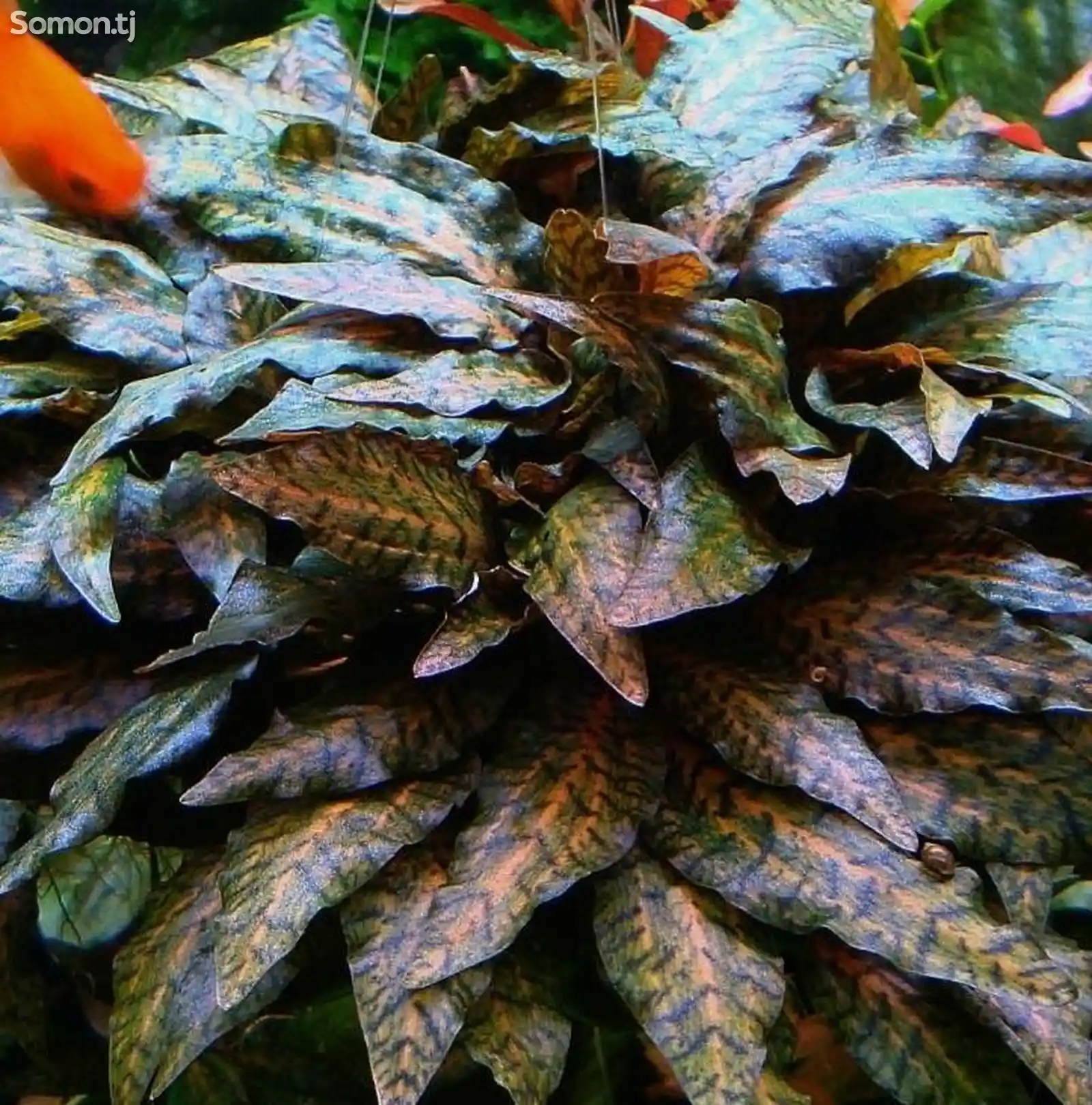 Аквариумное растение Криптокарина Нури-2