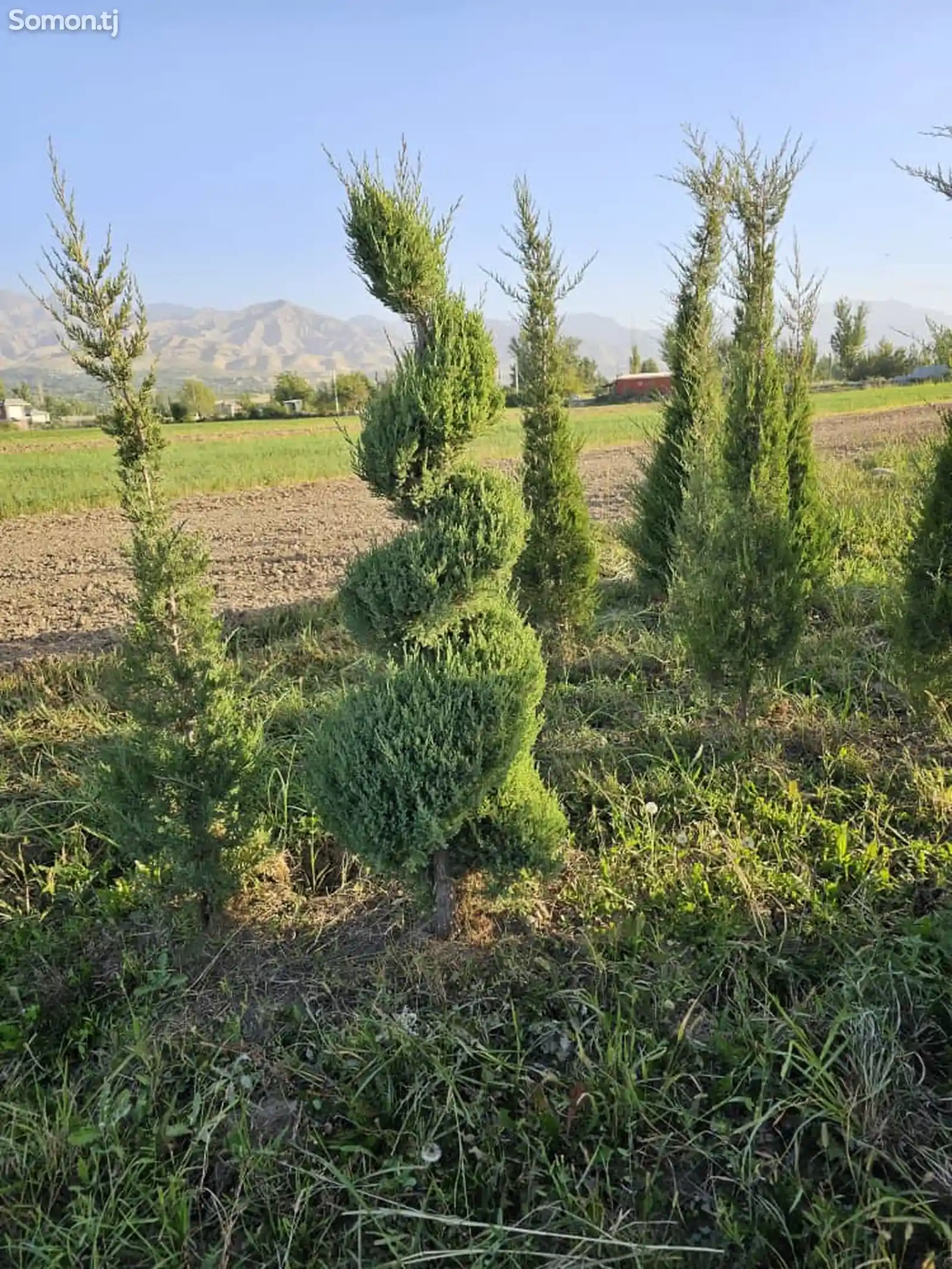 Можжевельник спиральный