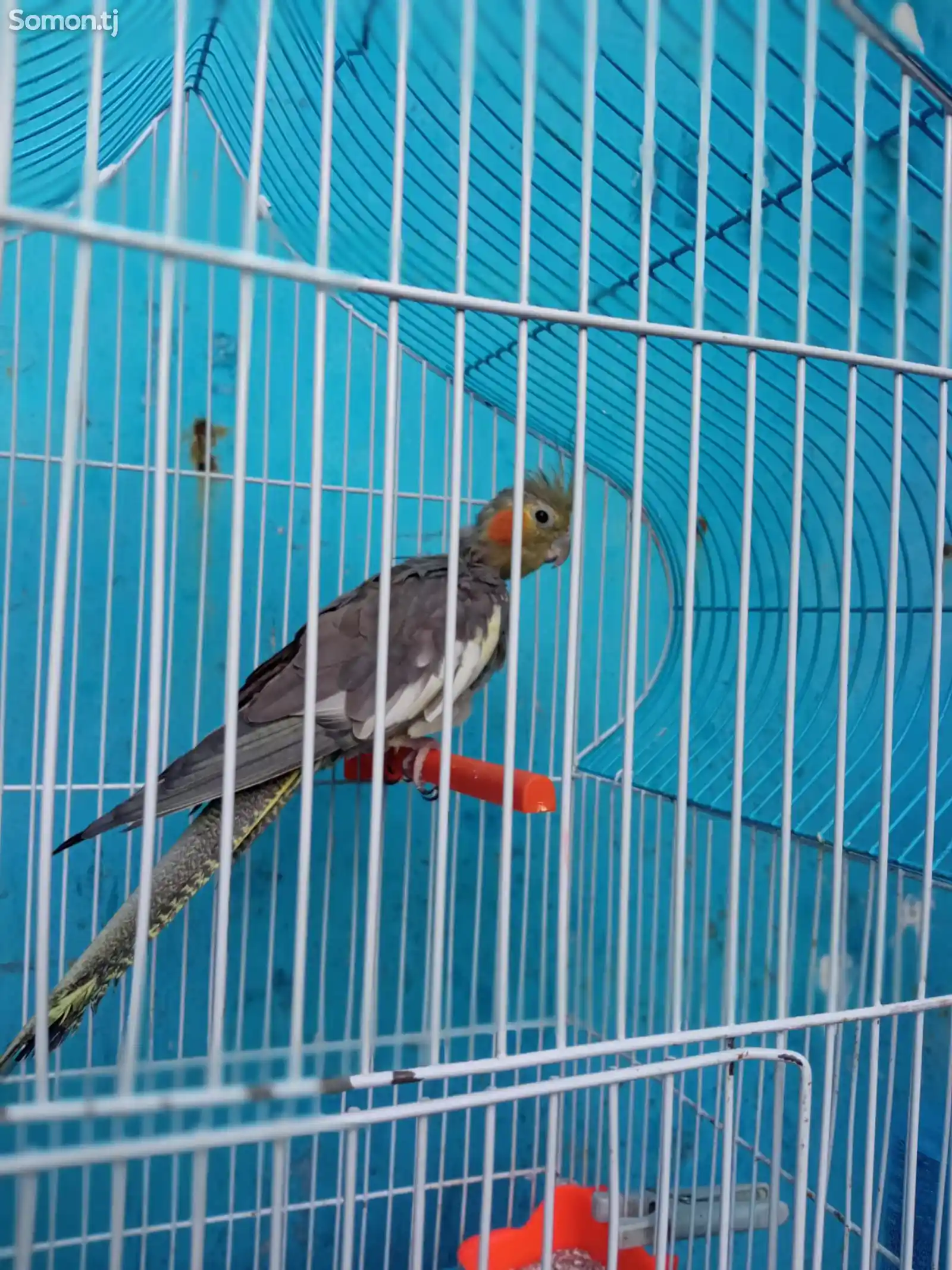 Попугай карелла-6