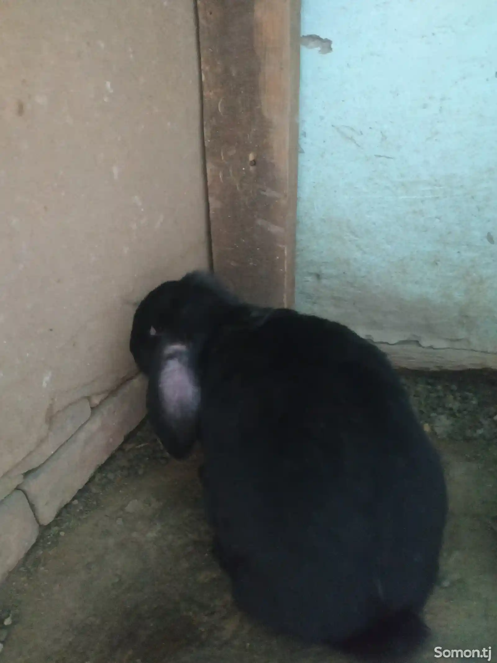 Кролик баран-1