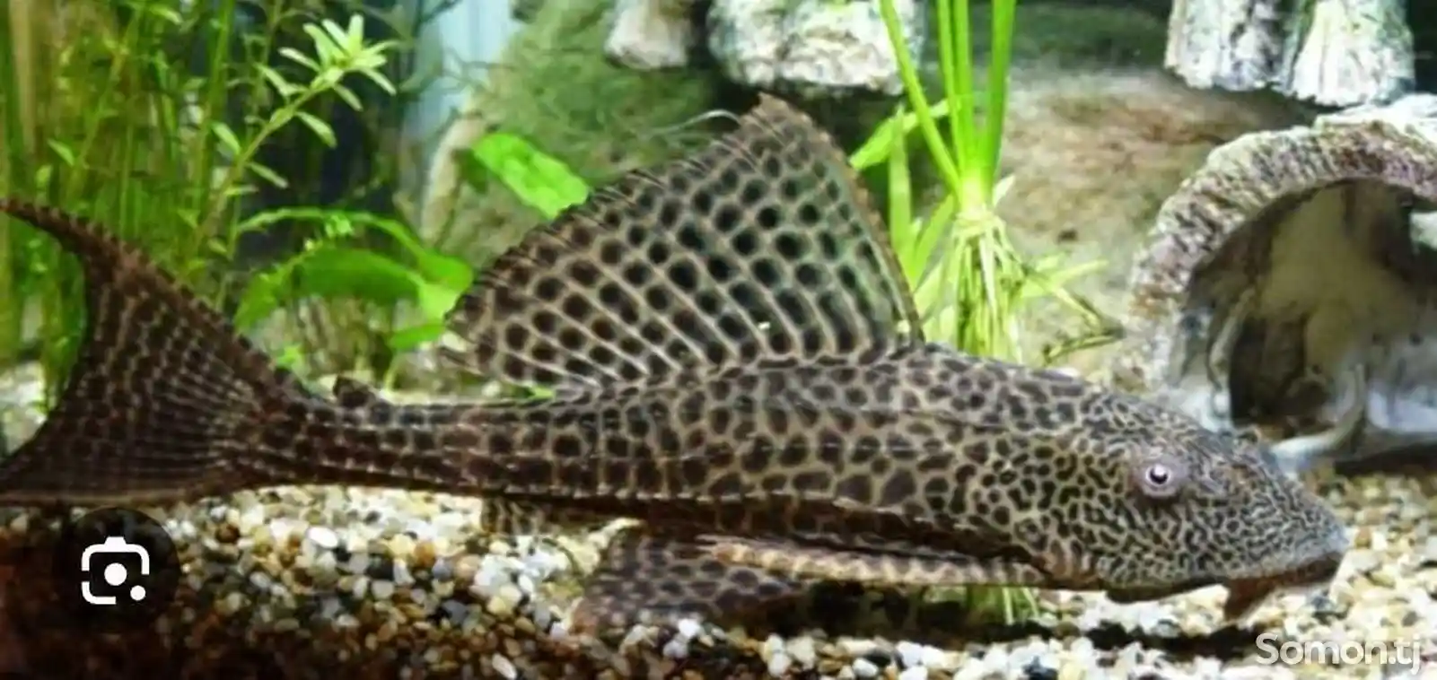 Рыбка som plekastomus