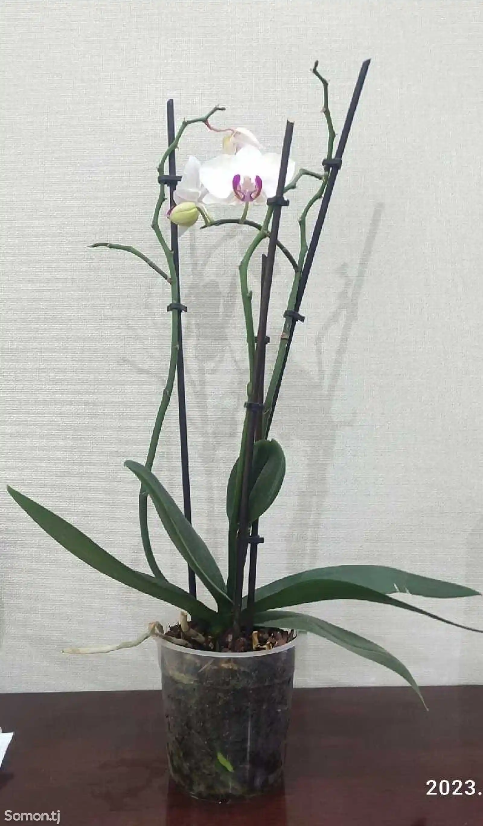 Орхидея-5