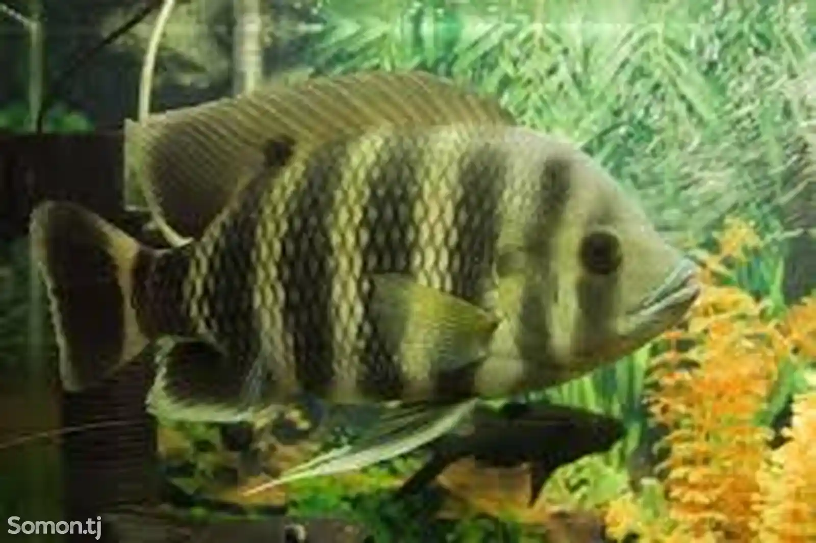 Рыба тиляпия зебровая-3