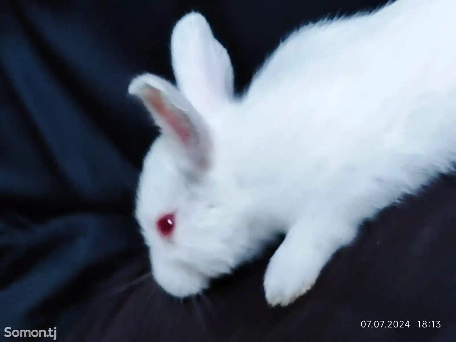 Кролики маленькие-3