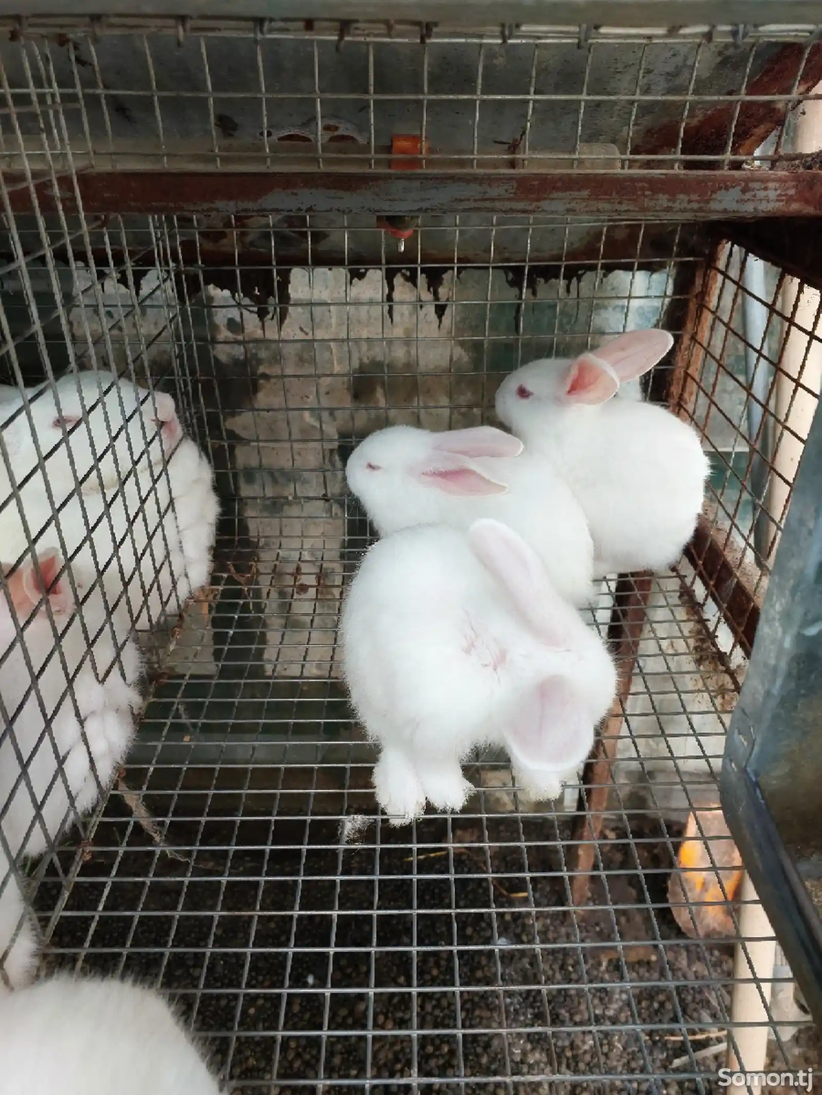 Крольчата породы хиколь-5