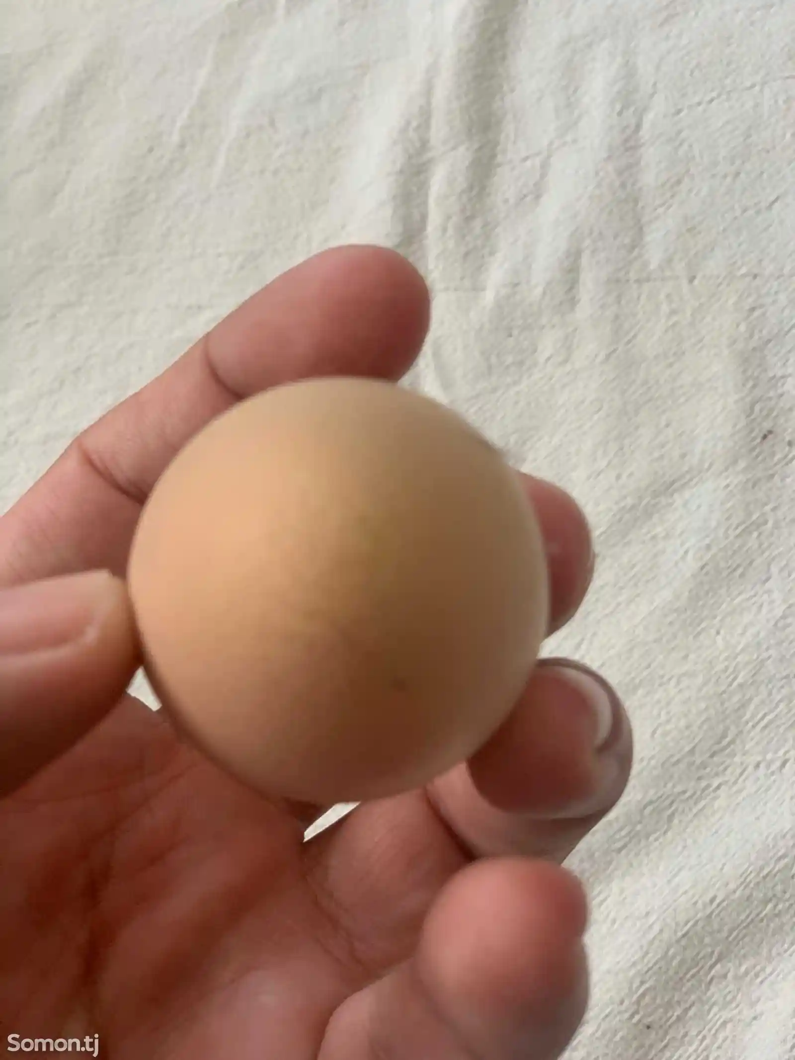 Инкубационные яйца цесарки-2