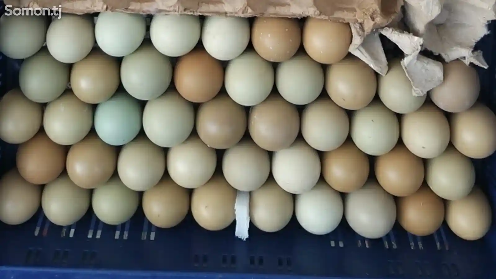 Яйца камышового фазана для инкубации-1