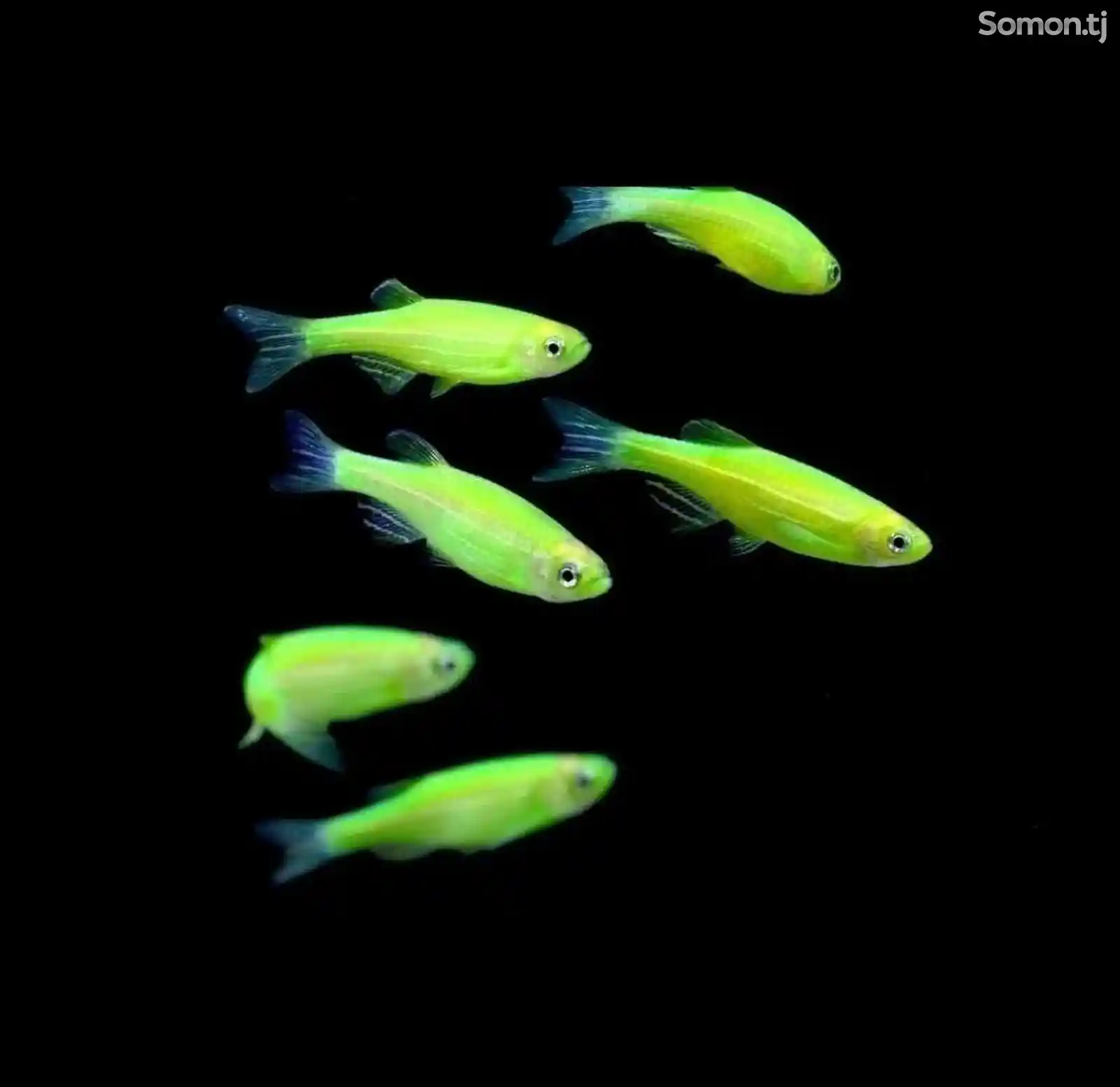 Рыбка Данио зелёный Вуалевые светящиеся