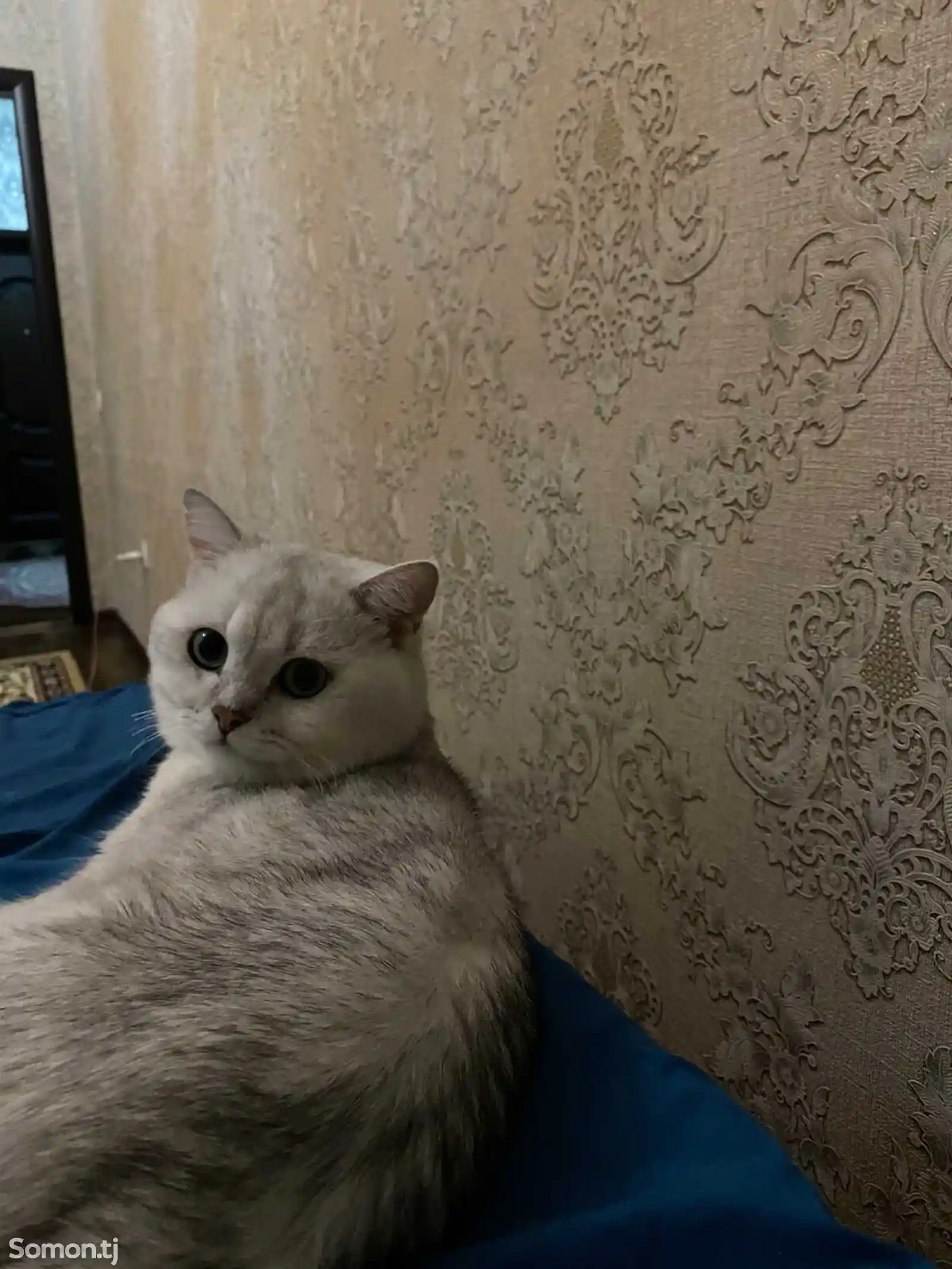 Кот на вязку-3