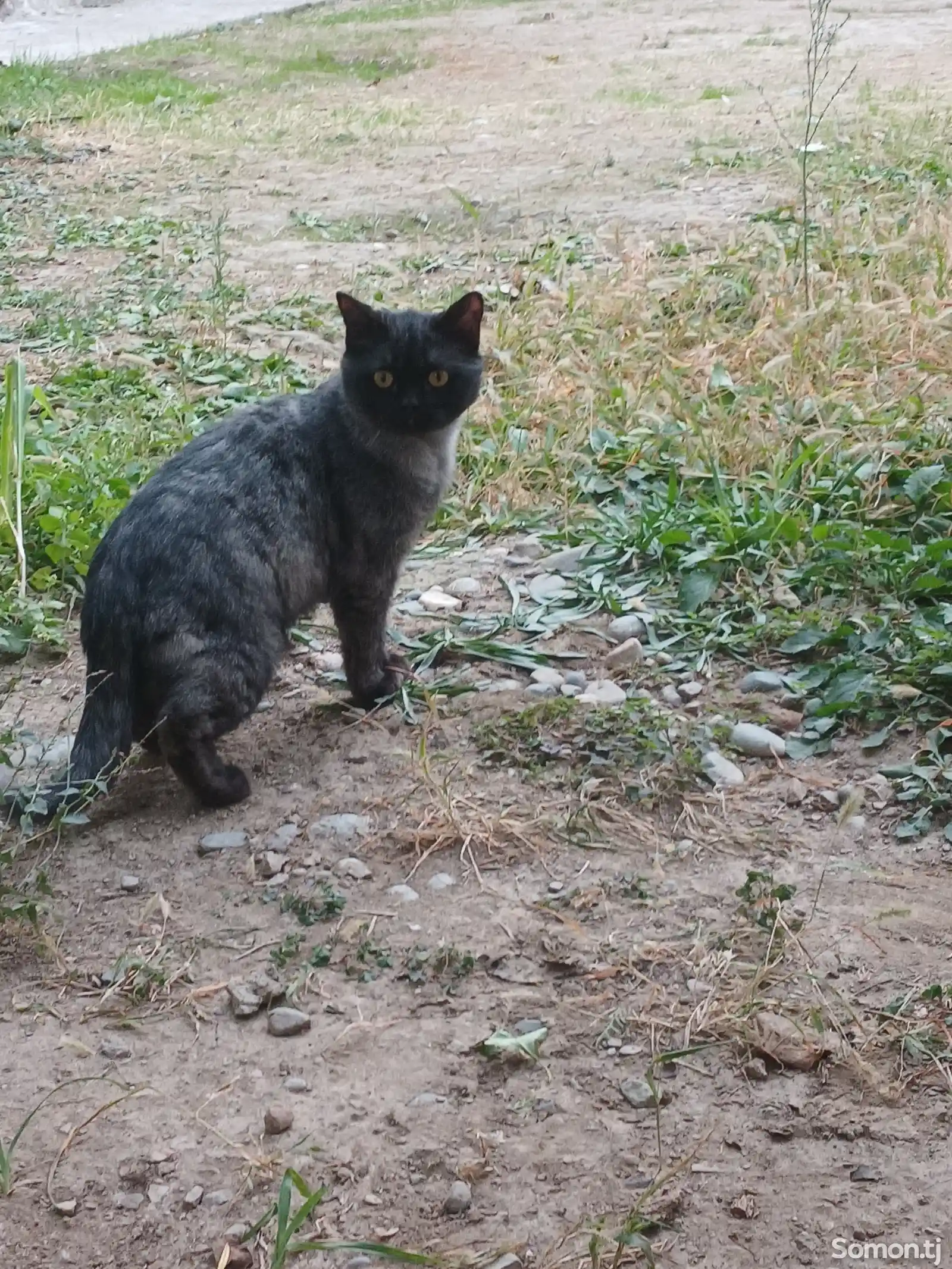 Шотландский кот на вязку-1