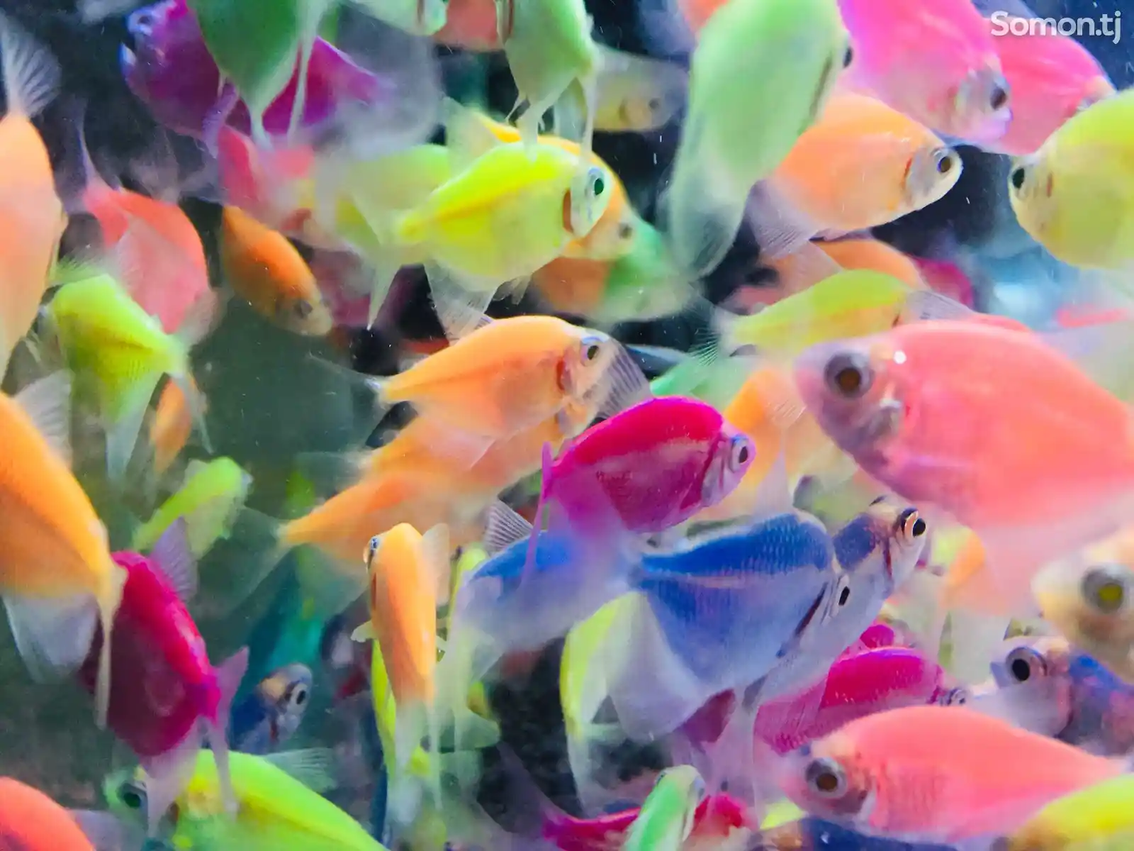 Флуоресцентные рыбки-1