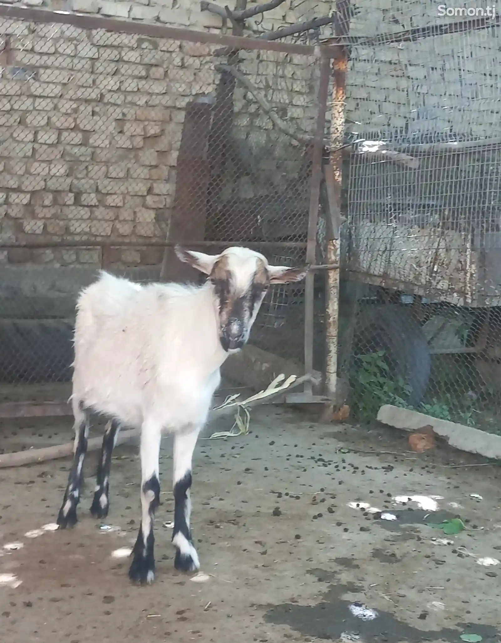 Заанская коза-1
