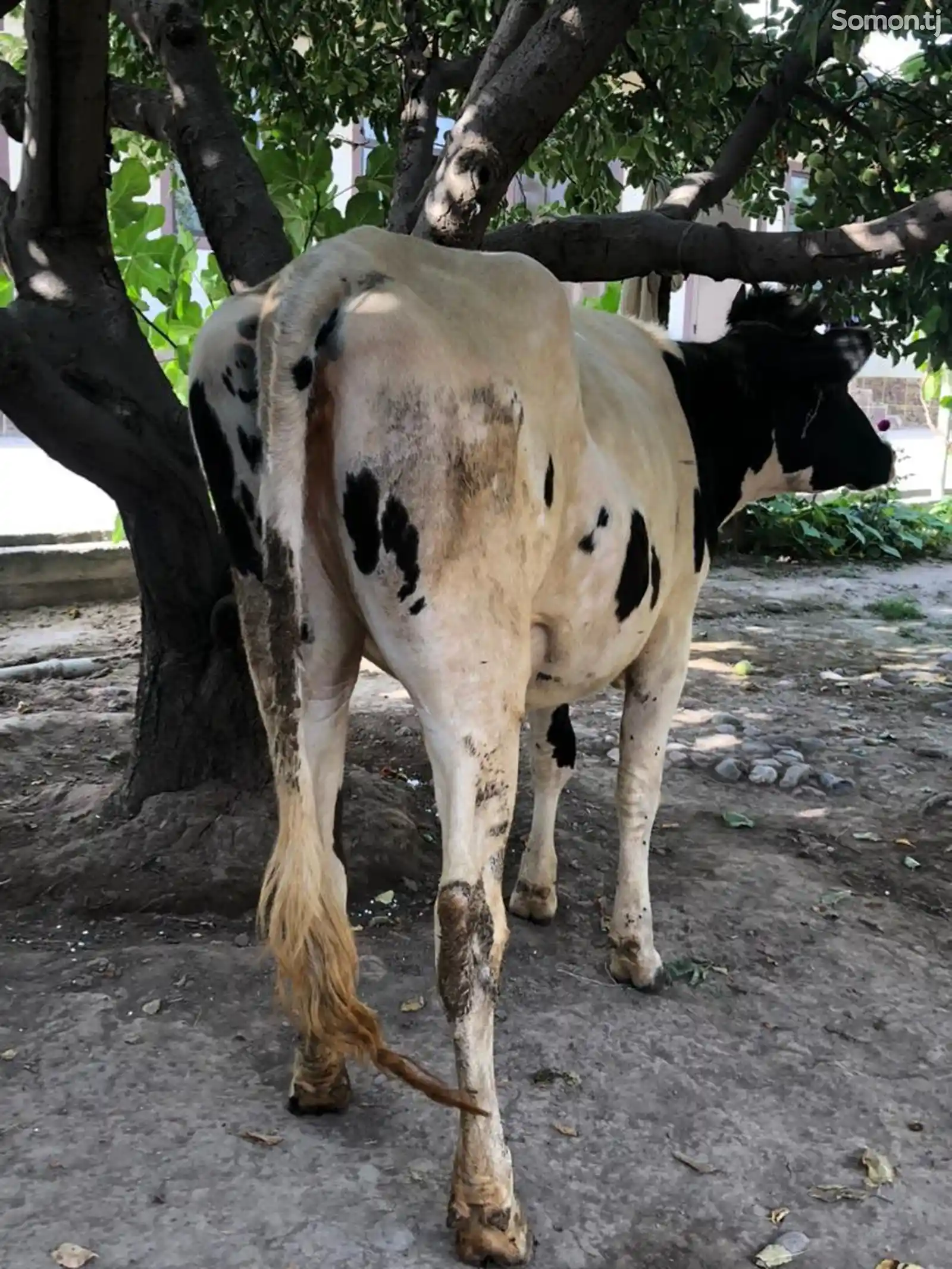Корова-3