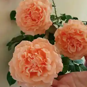 Штамбовая роза