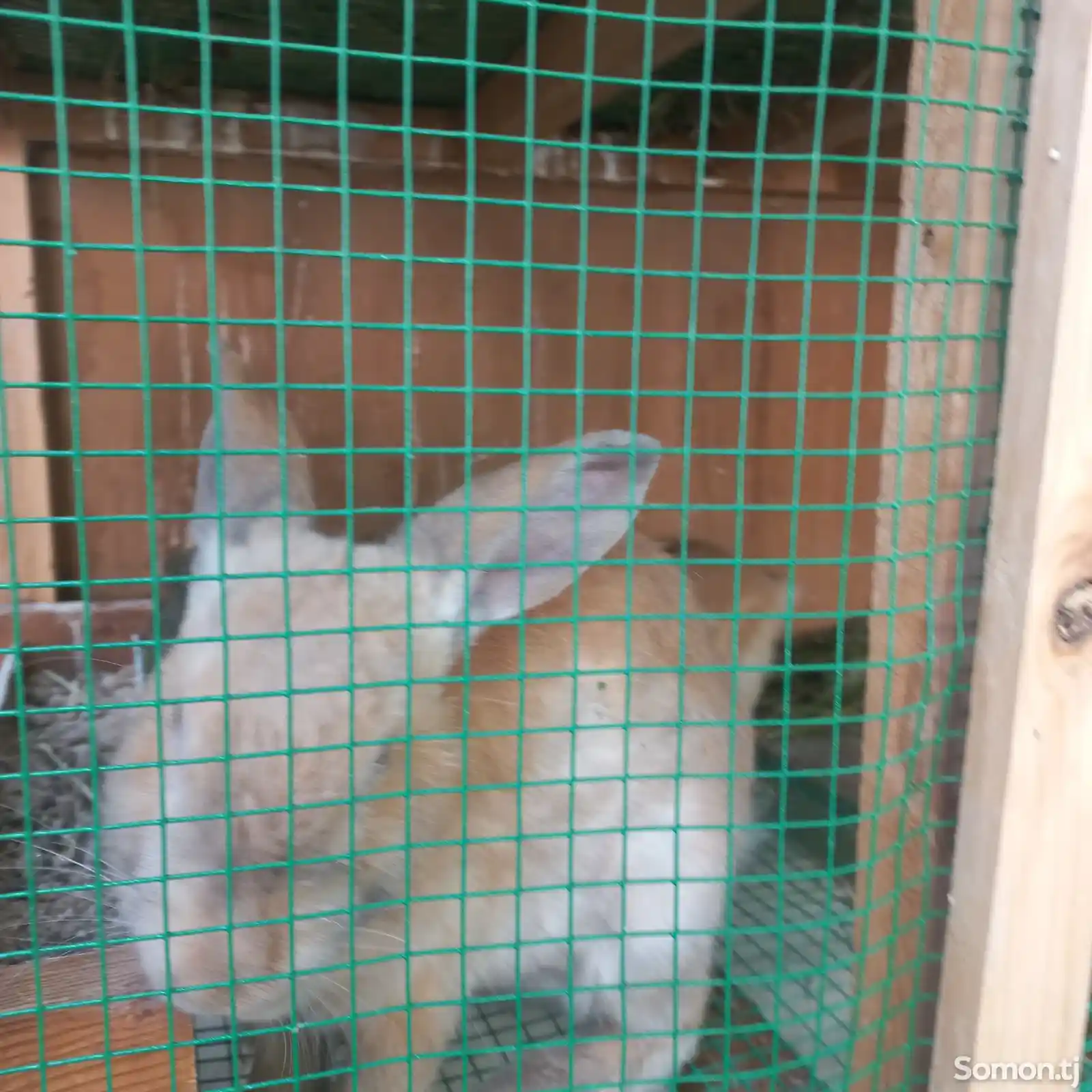 Крольчата породы бургундский