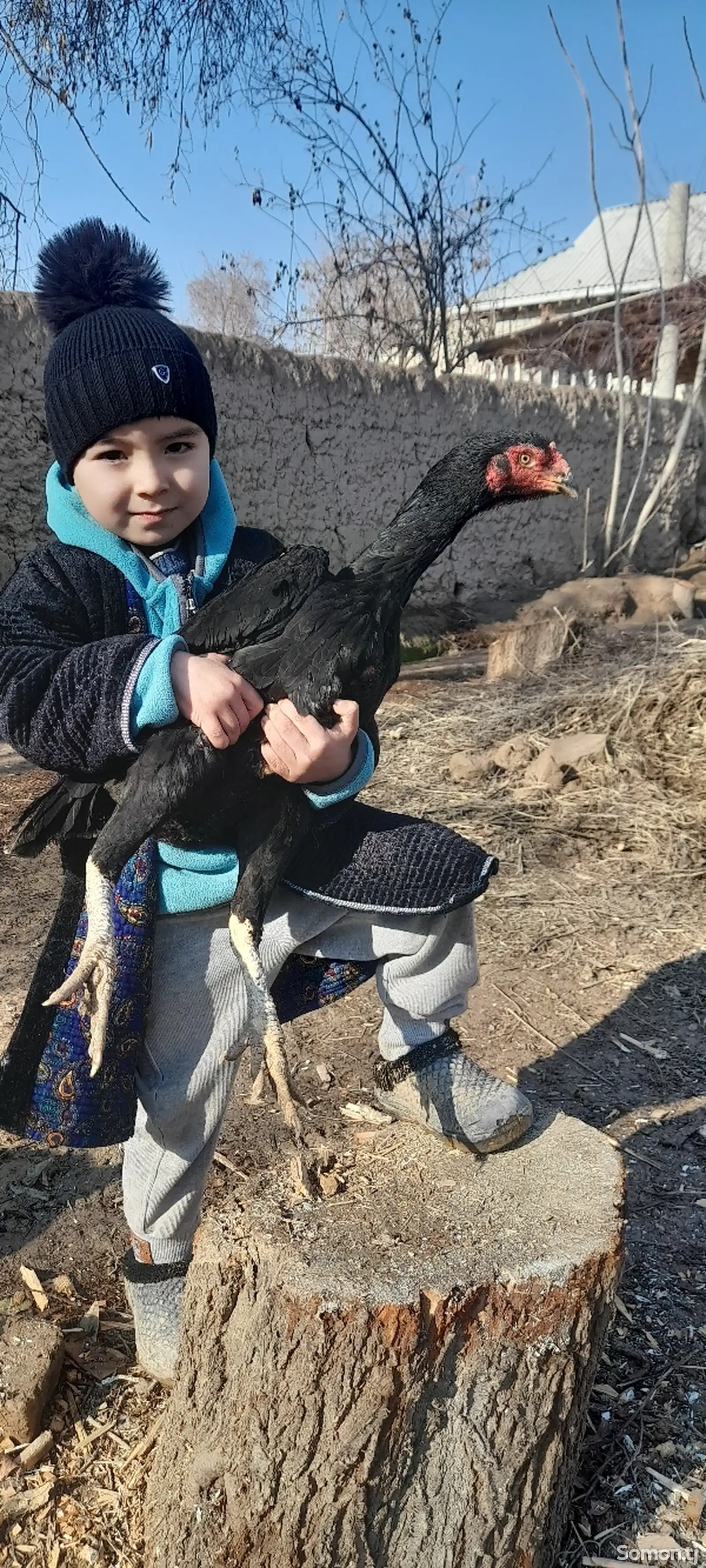 Хурузхои дакан-1