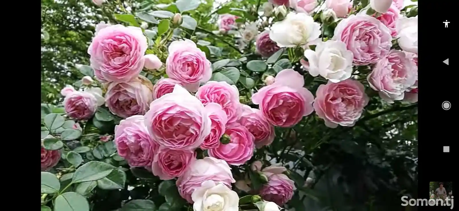 Роза жасмина плетистая-7
