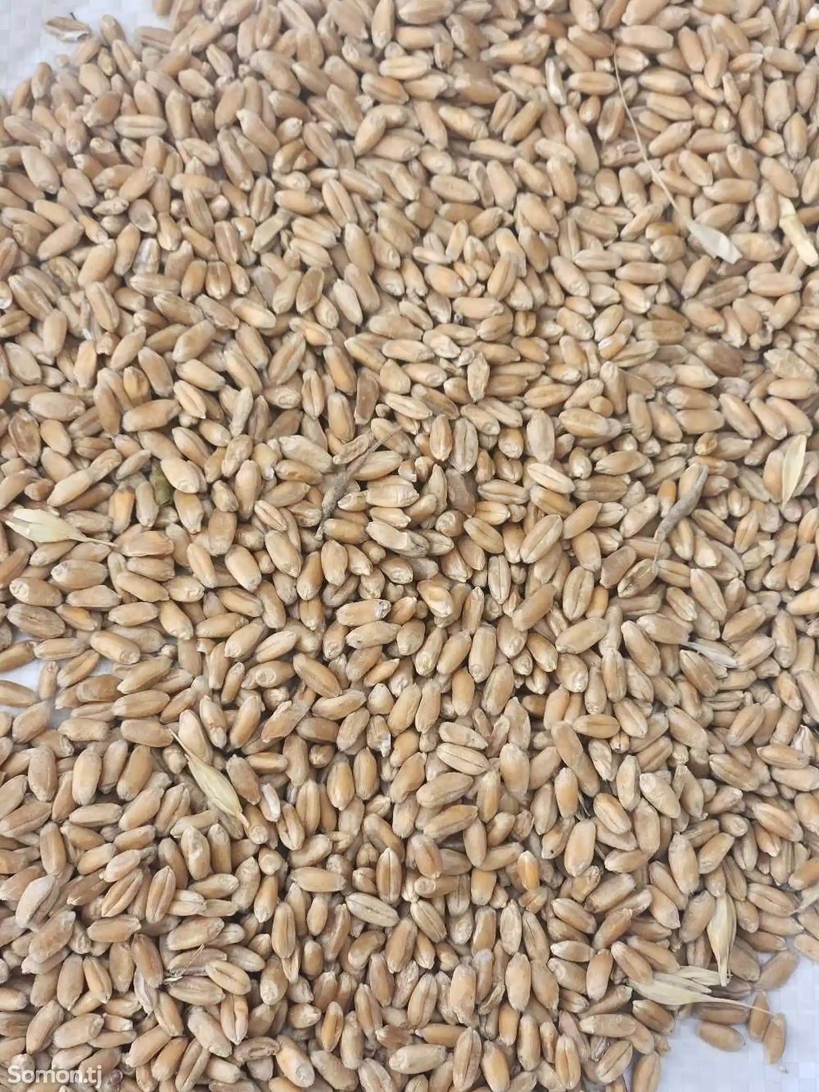 Гандум / пшеница-1