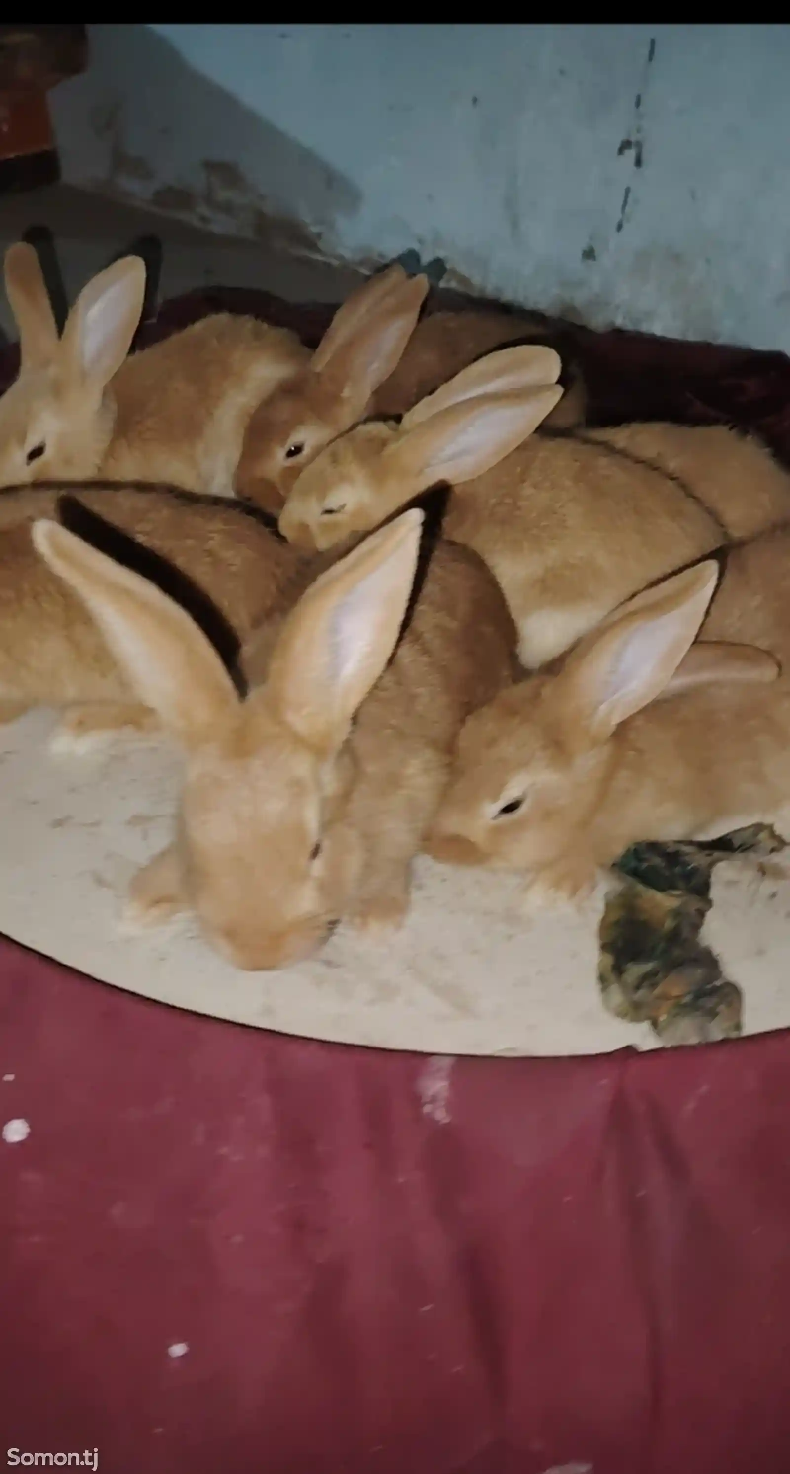 Бургундские кролики-1