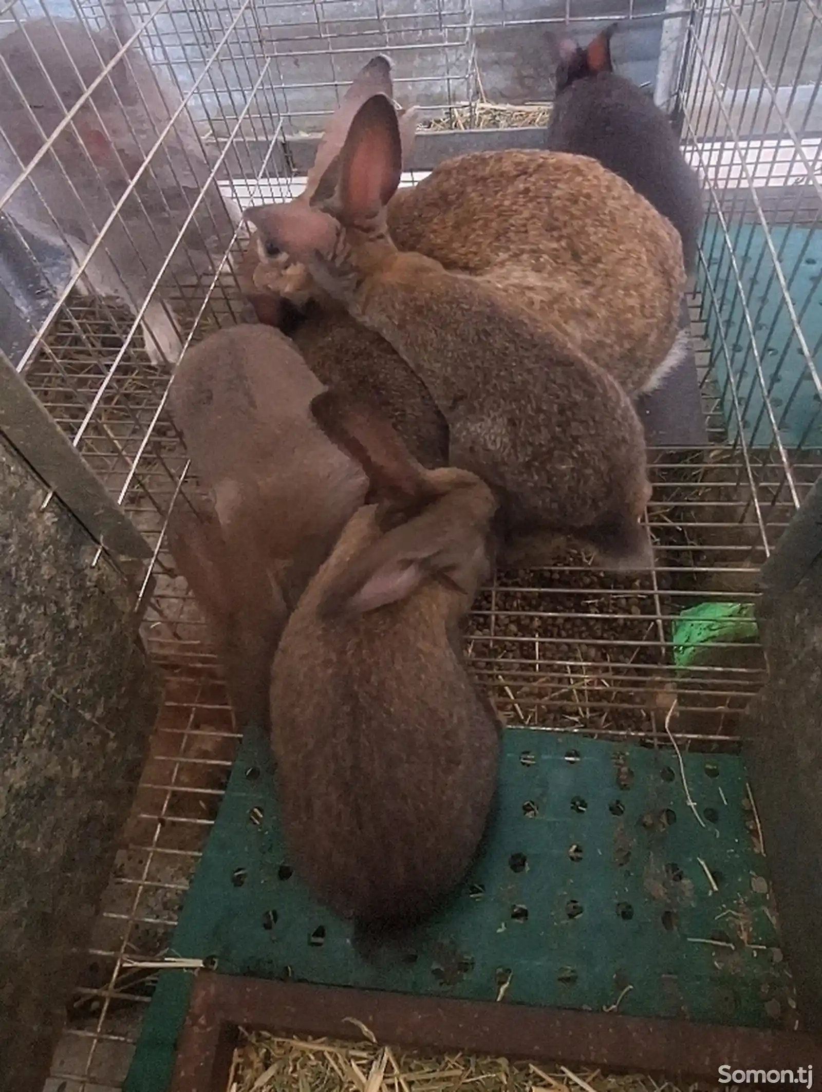 Кролик с крольчихой-5