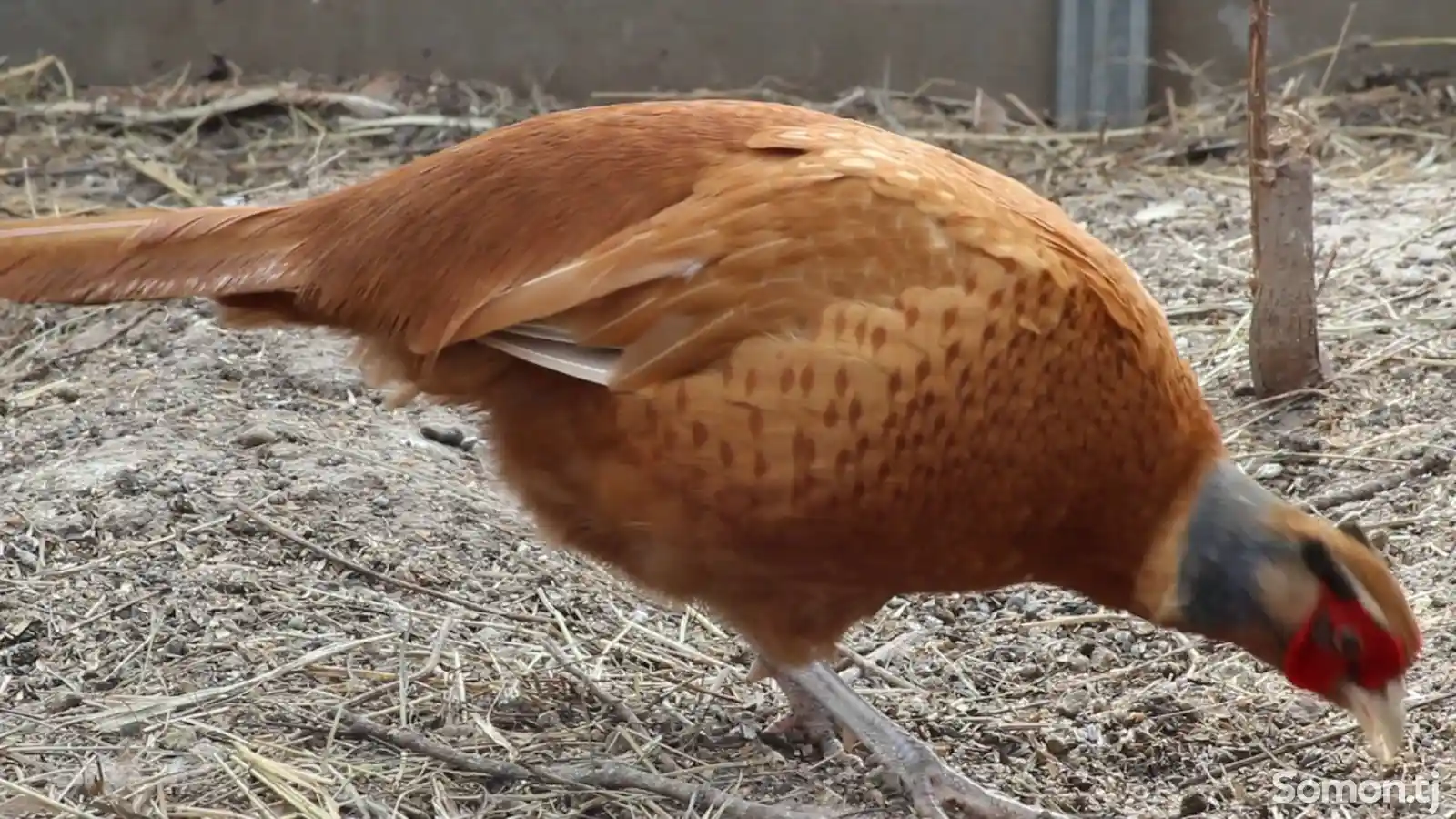 Яйца камышового фазана для инкубации-2
