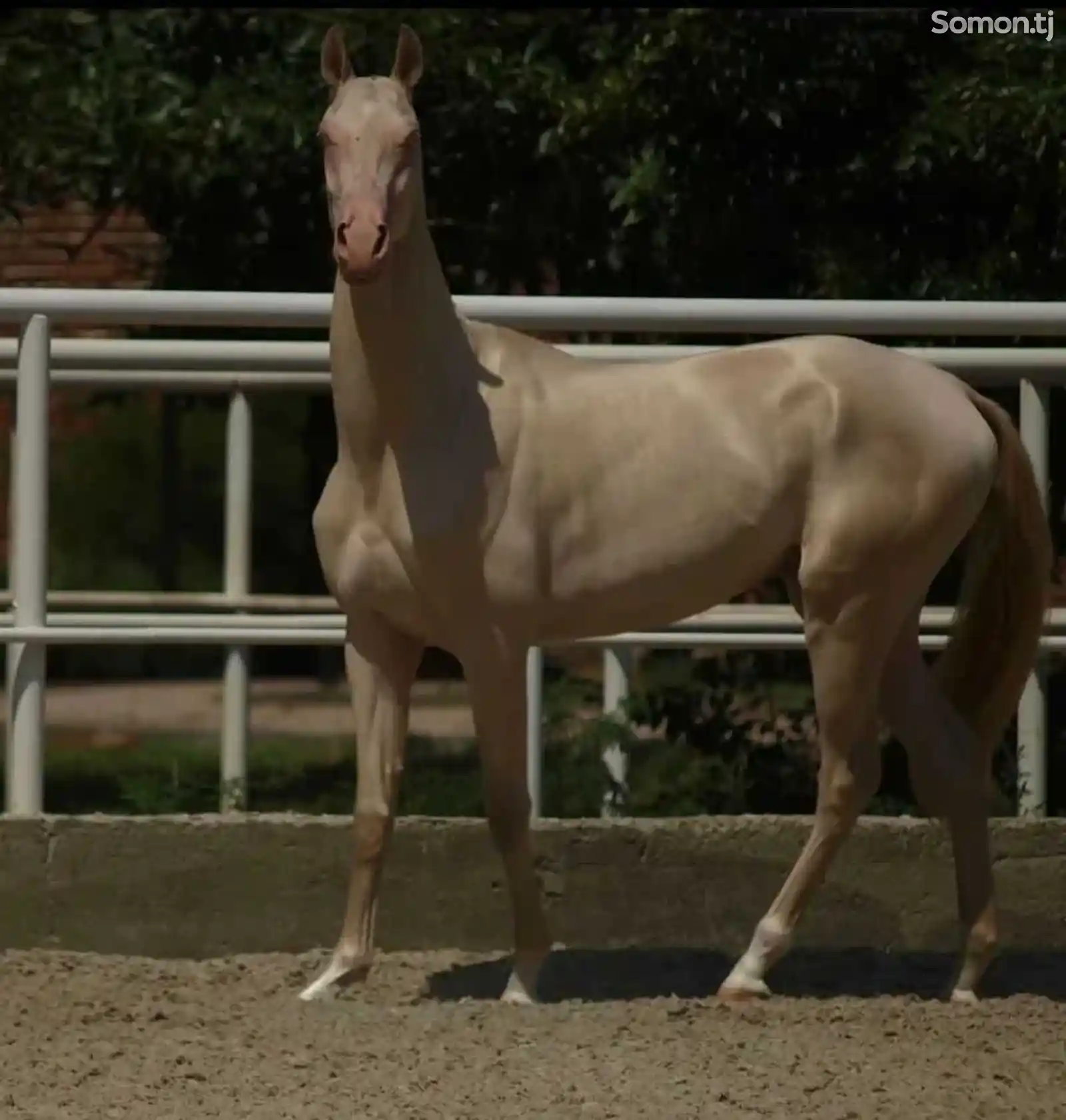 Ахалтекинская лошадь-2